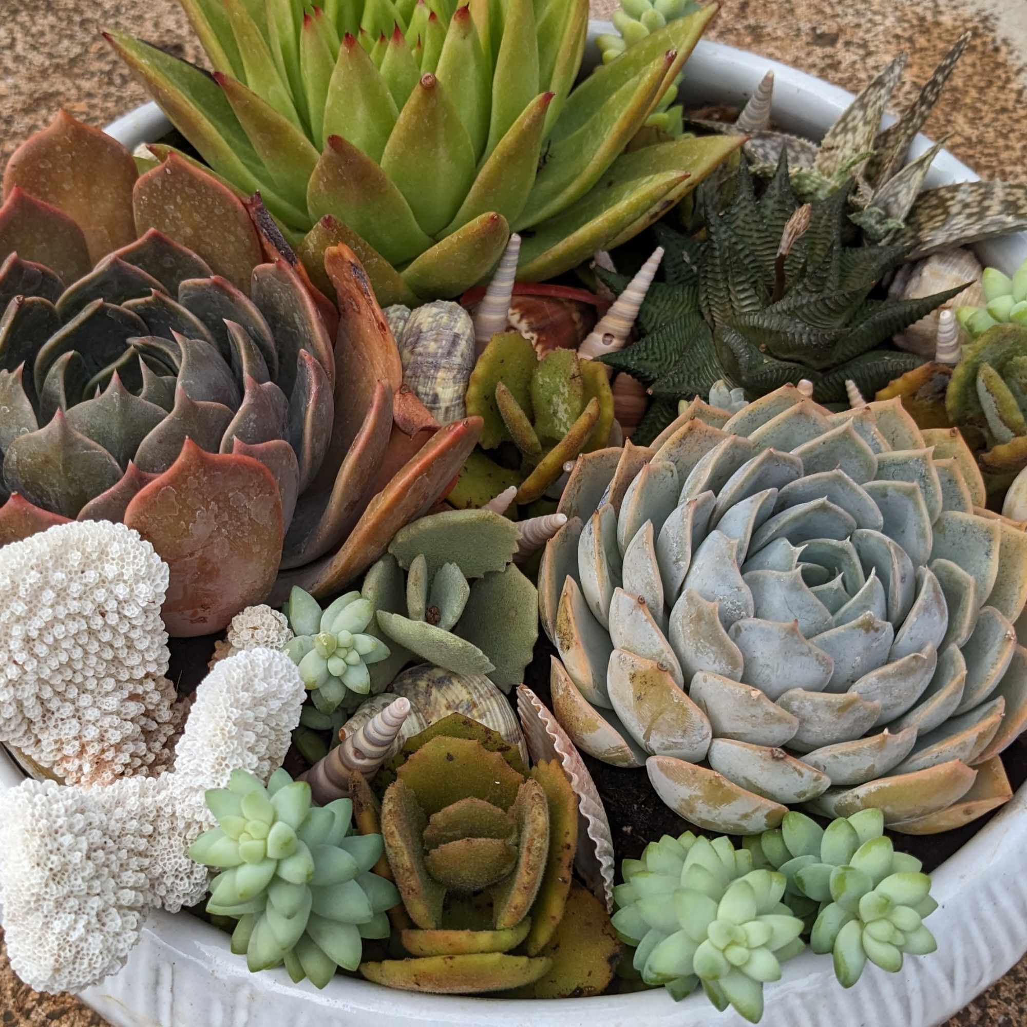Low white bowl filled with assorted green and blue succulents accented with shells and white coral.