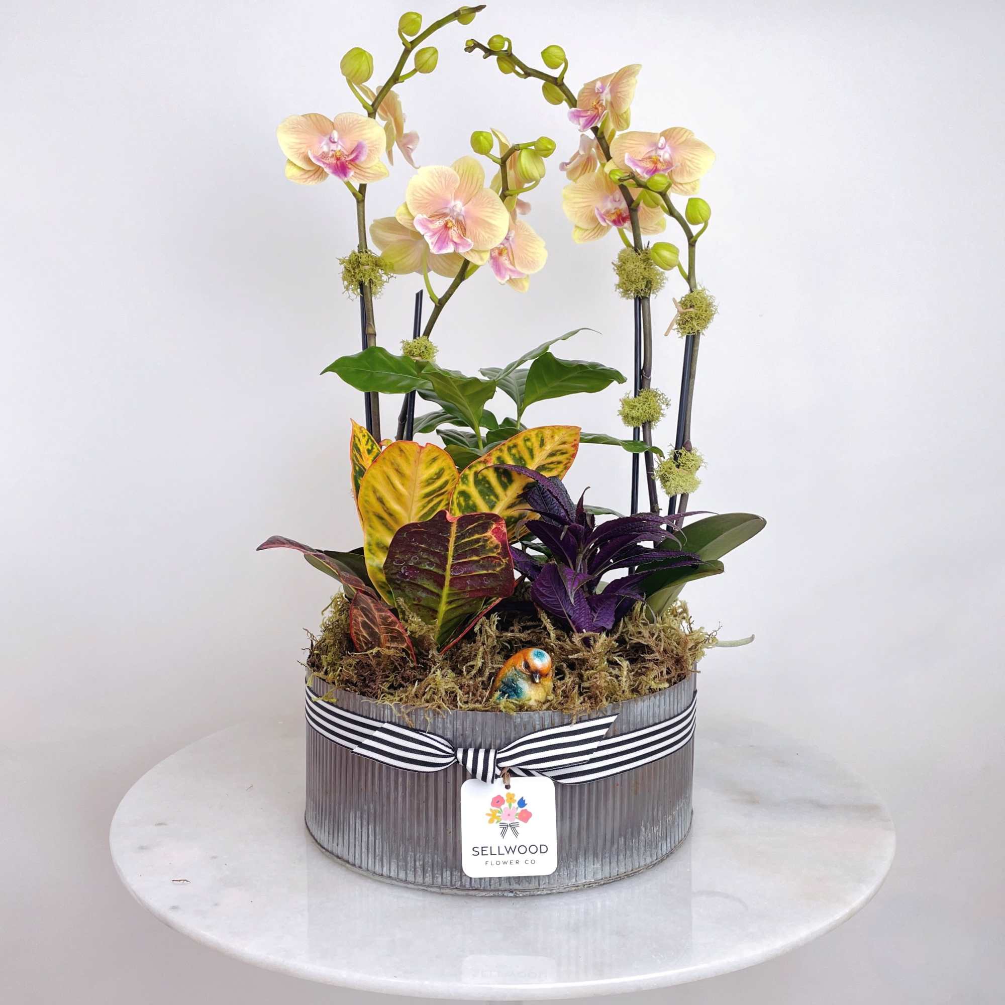 Potted orchid arrangement with colorful foliage in a striped container