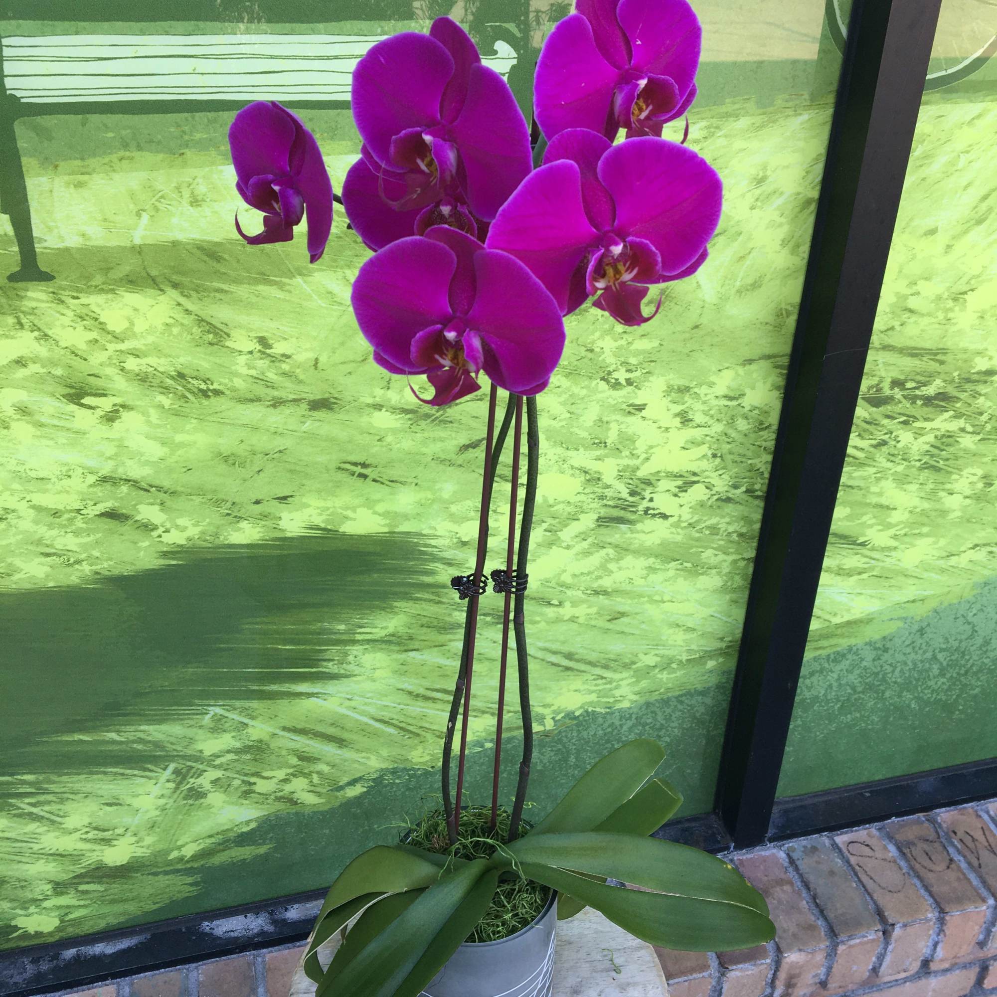 Double Stem Orchid in a Vase, photo 2 of 2