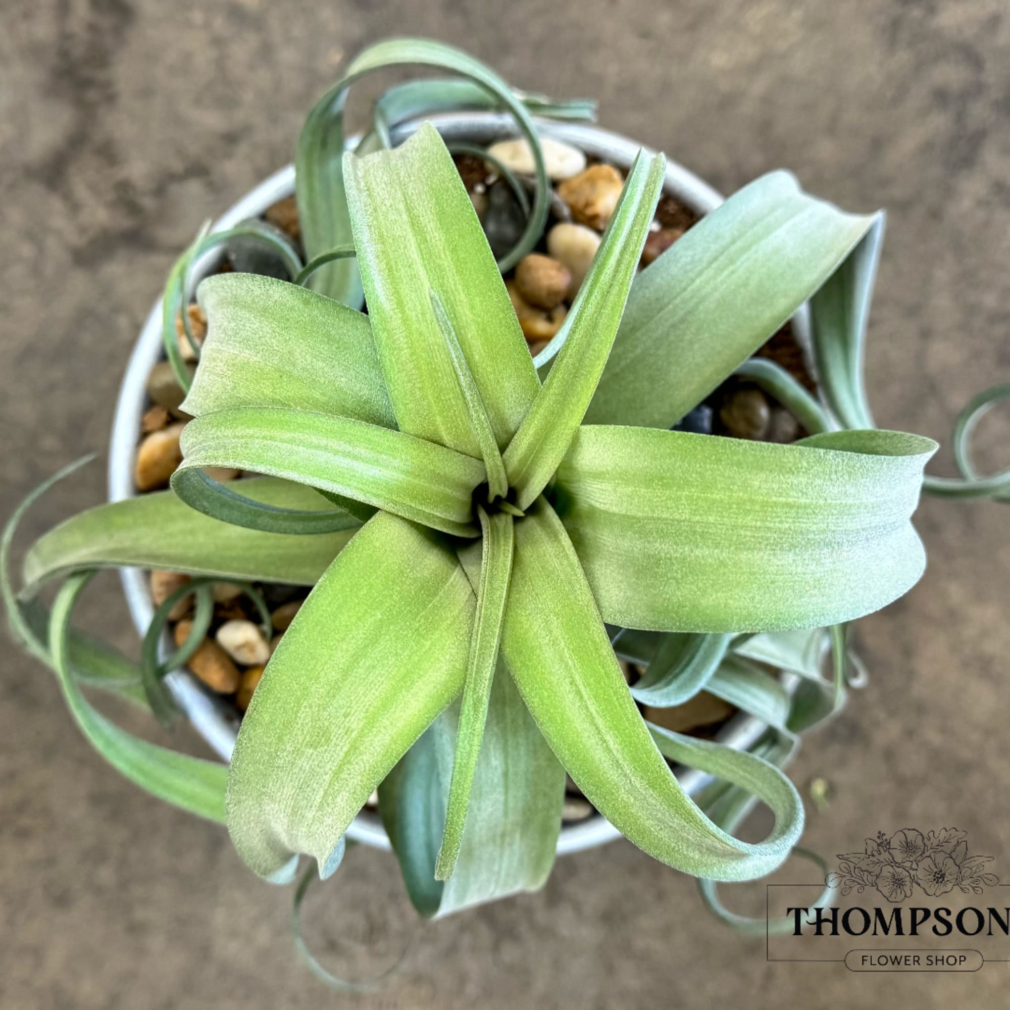Potted succulent with pale green leaves in a white container