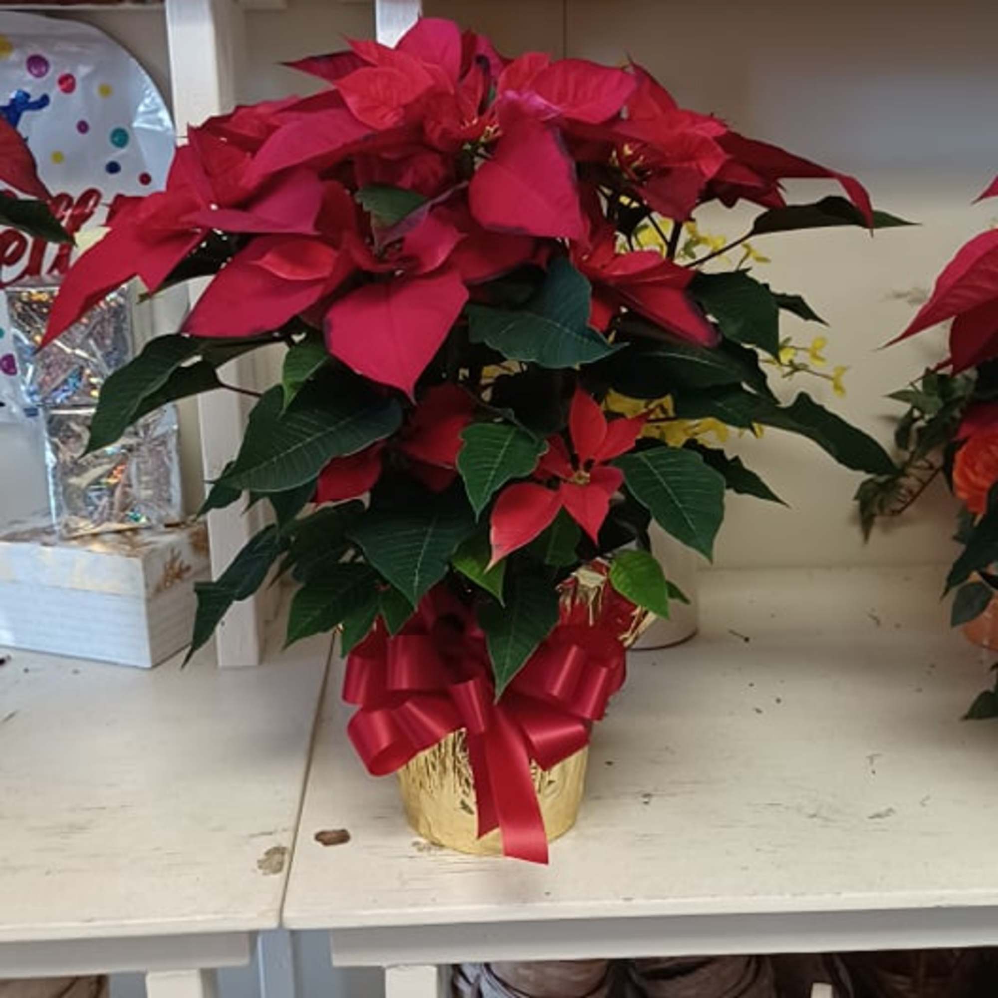 Potted red poinsettia arrangement with a ribbon bow