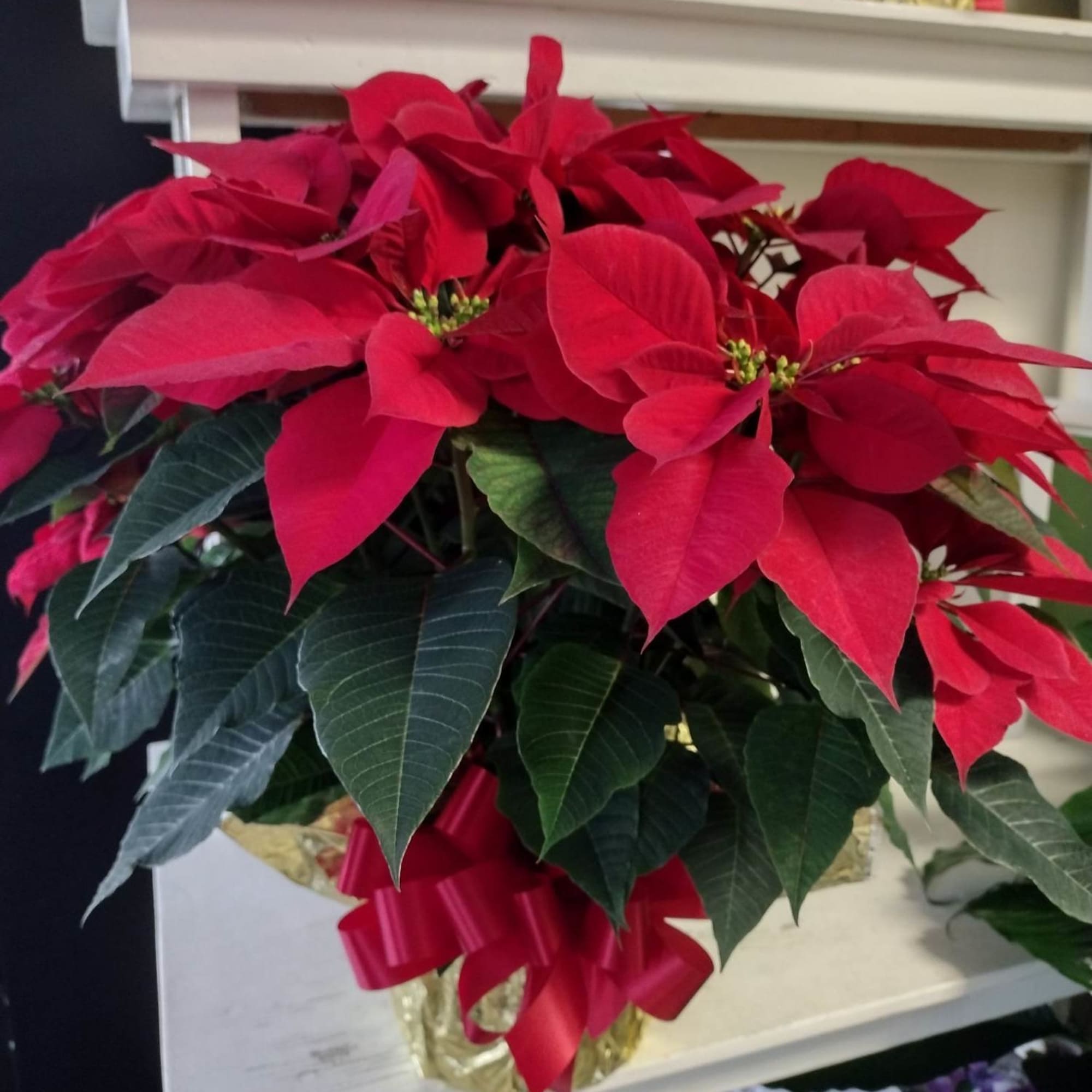 Red poinsettia plant with dark green leaves and a red ribbon bow
