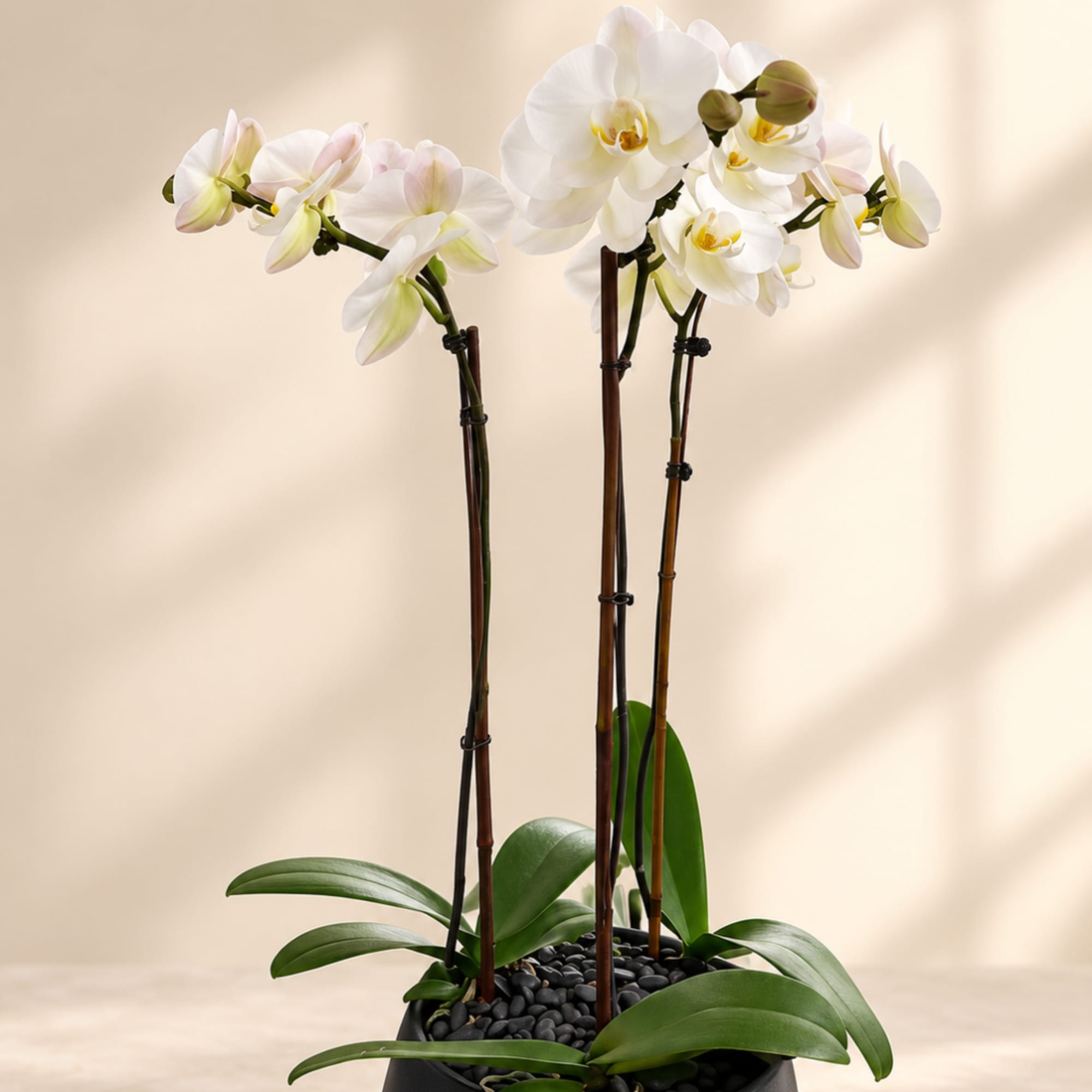 White orchid plant in a black pot with tall stems and broad leaves