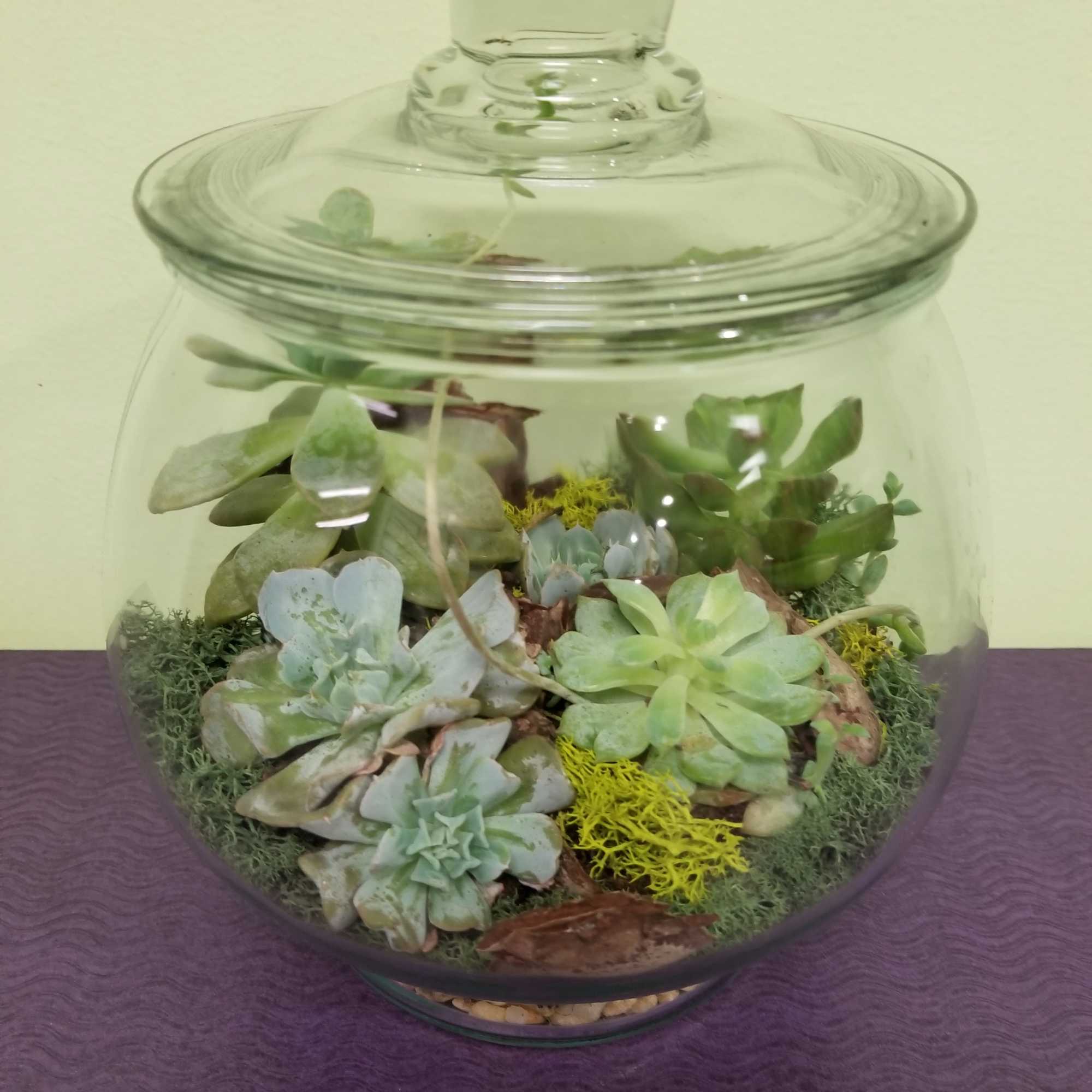 Glass terrarium jar filled with assorted succulents