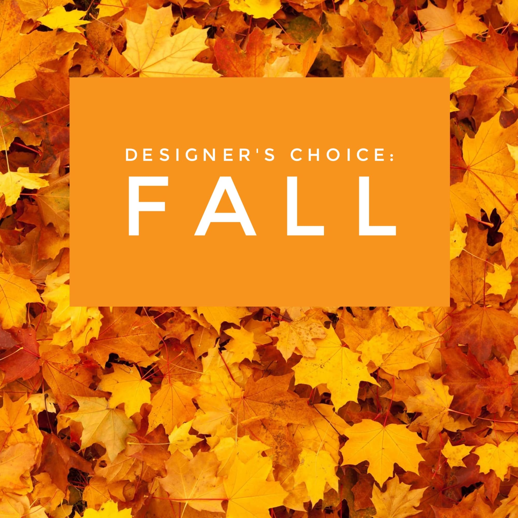 Designer's Choice - Fall