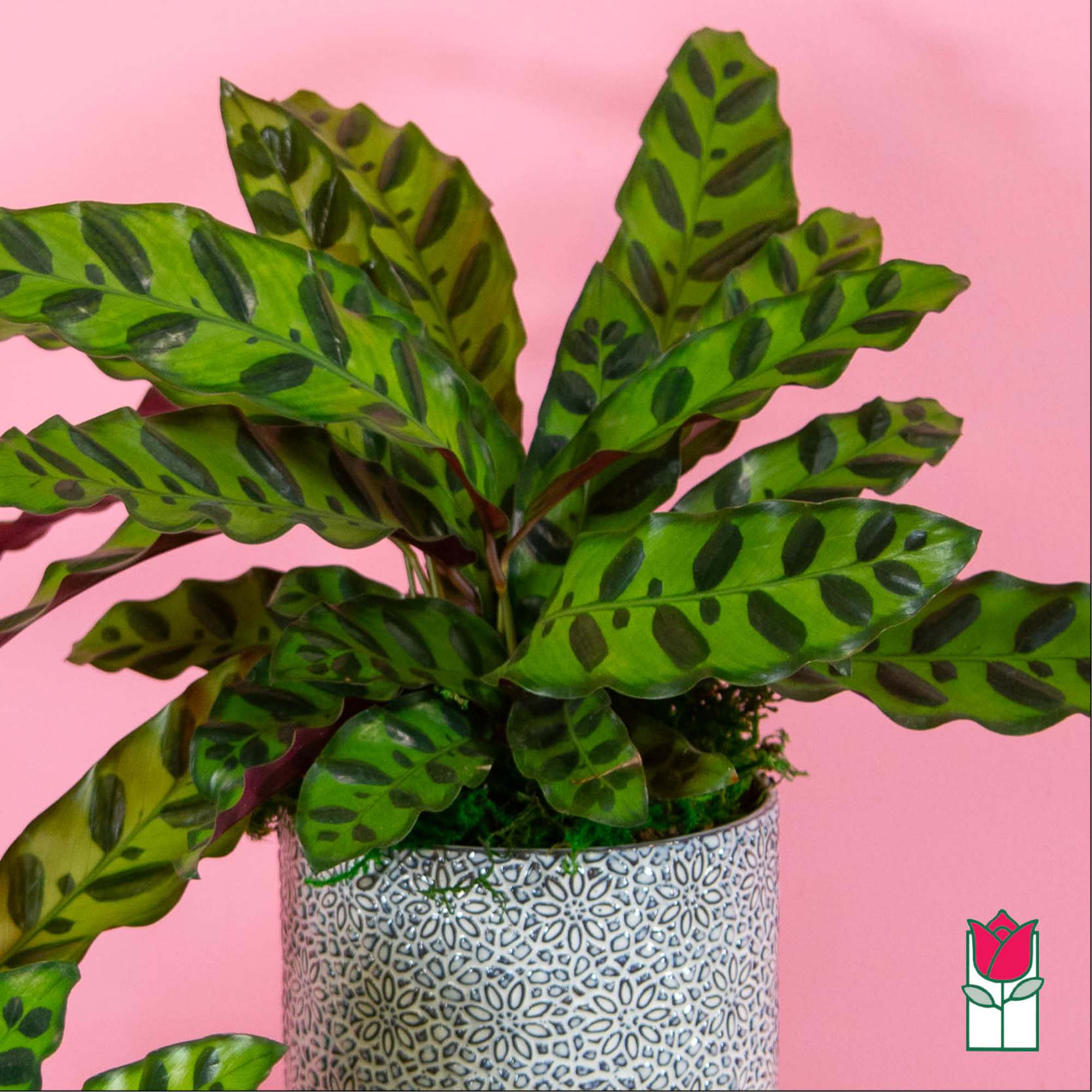 Potted plant with long patterned green leaves in a decorative container