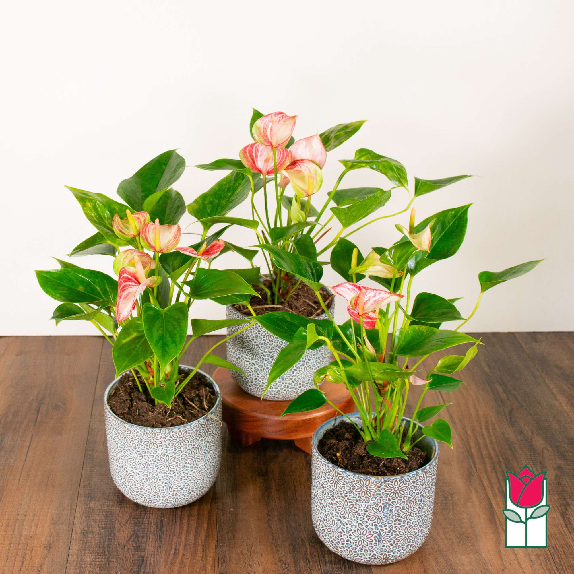Discover the exciting Anthurium Plant selection at Beretania Florist &ndash; a captivating