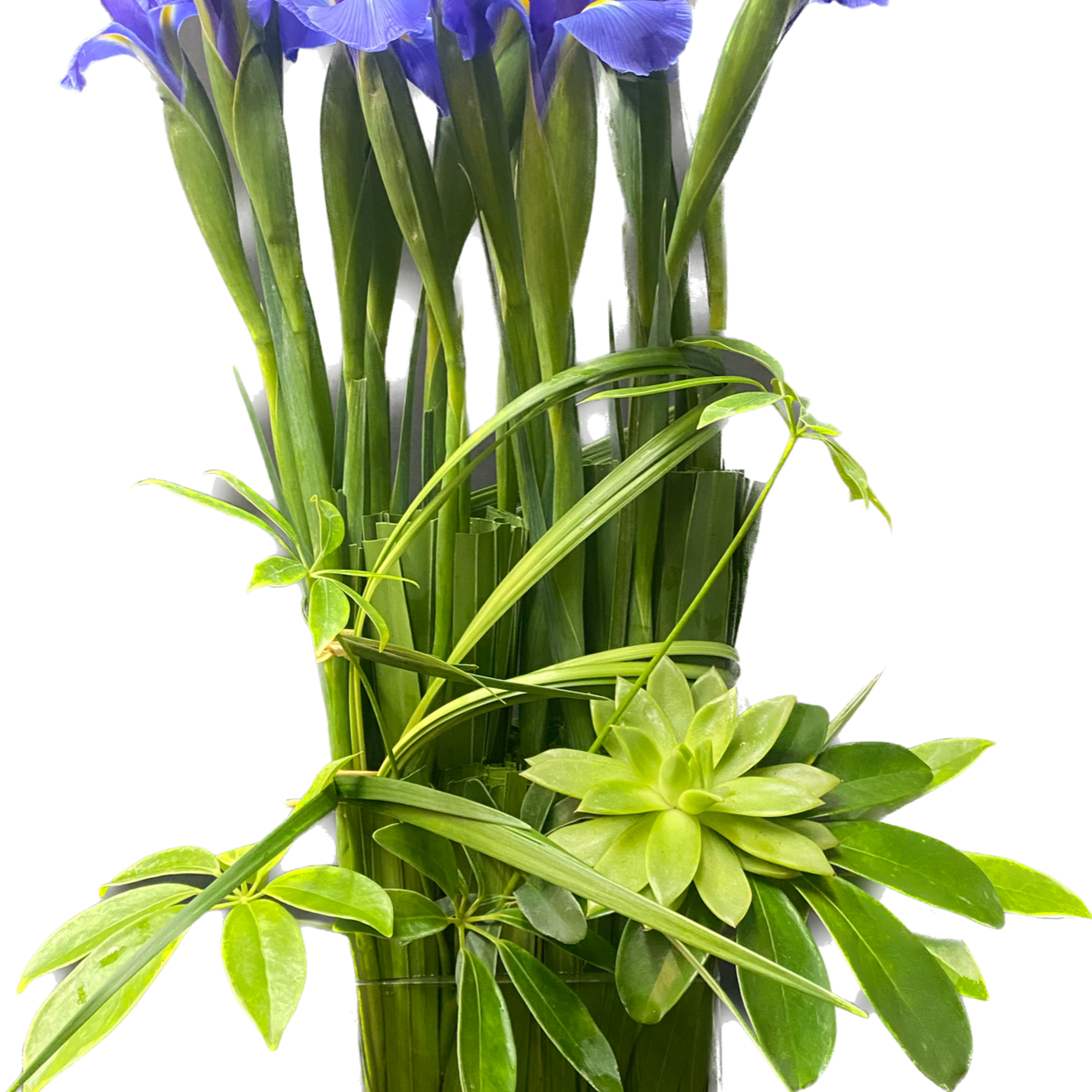 Purple Irises, Yellow Pin Cushion Proteas, Ti Leaf. Vase size 5" x