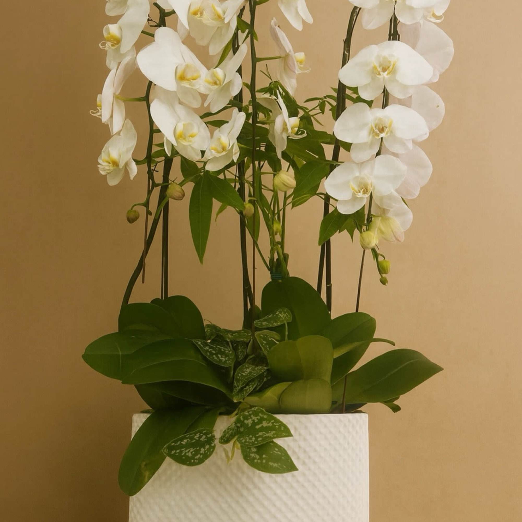White orchids arranged in a white textured pot