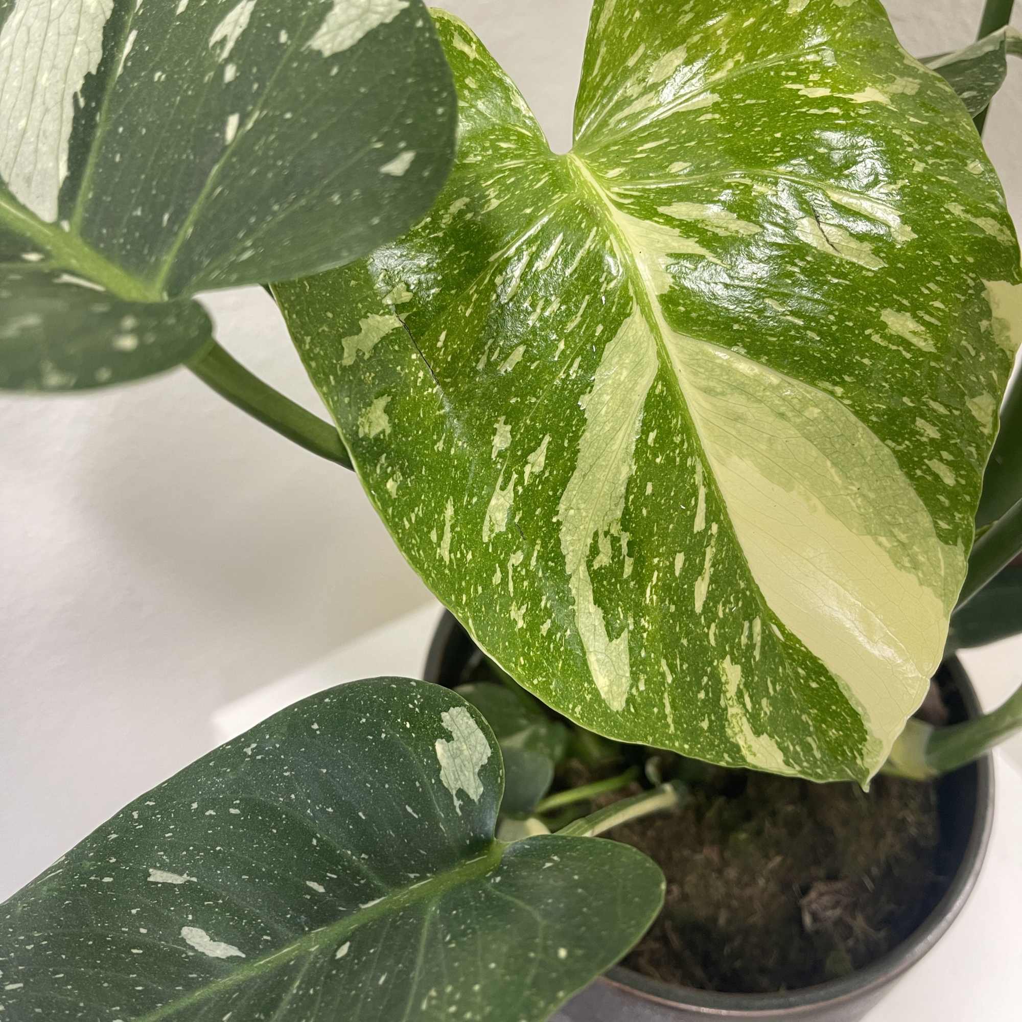 Variegated potted monstera plant with large green leaves