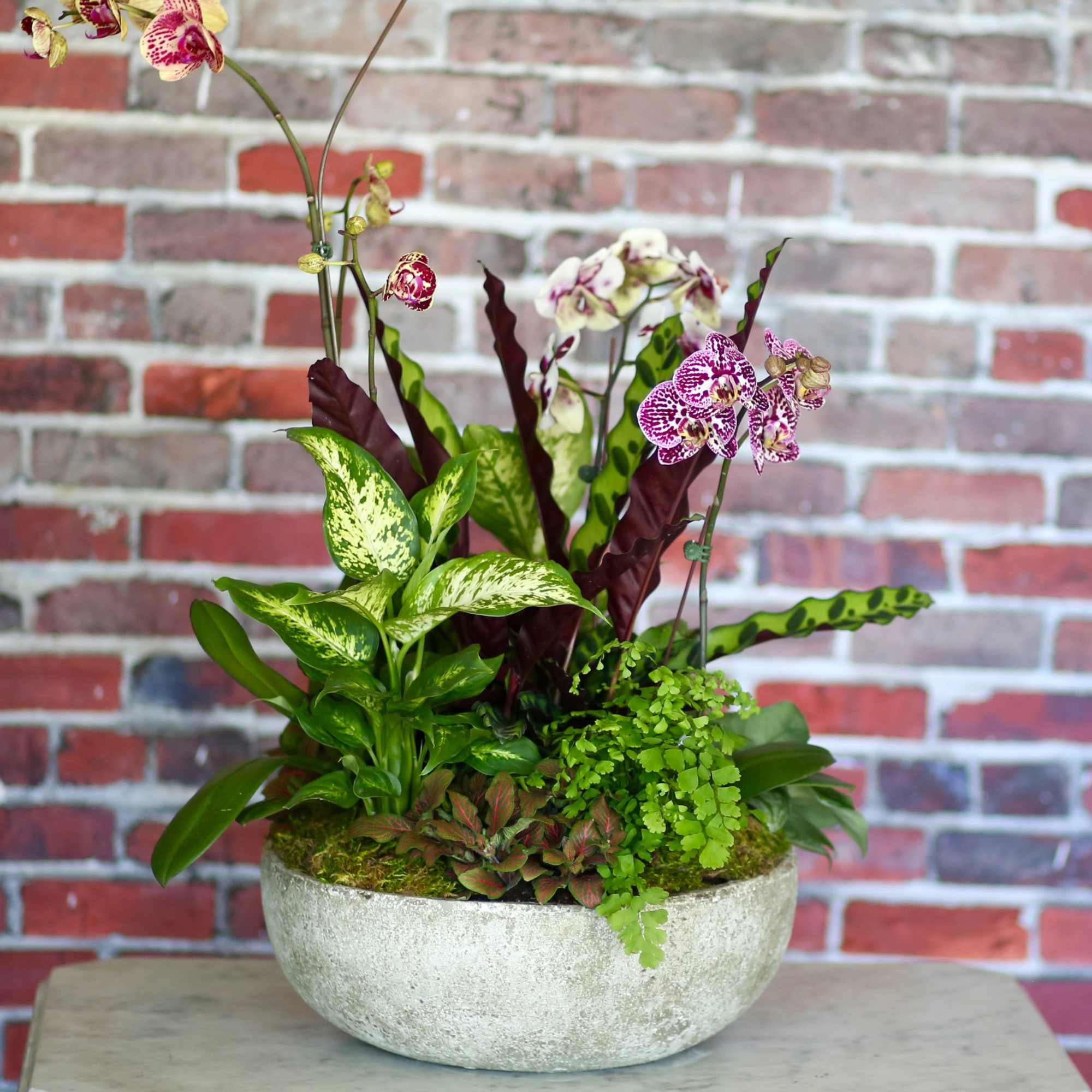 Potted orchid arrangement in a shallow white bowl