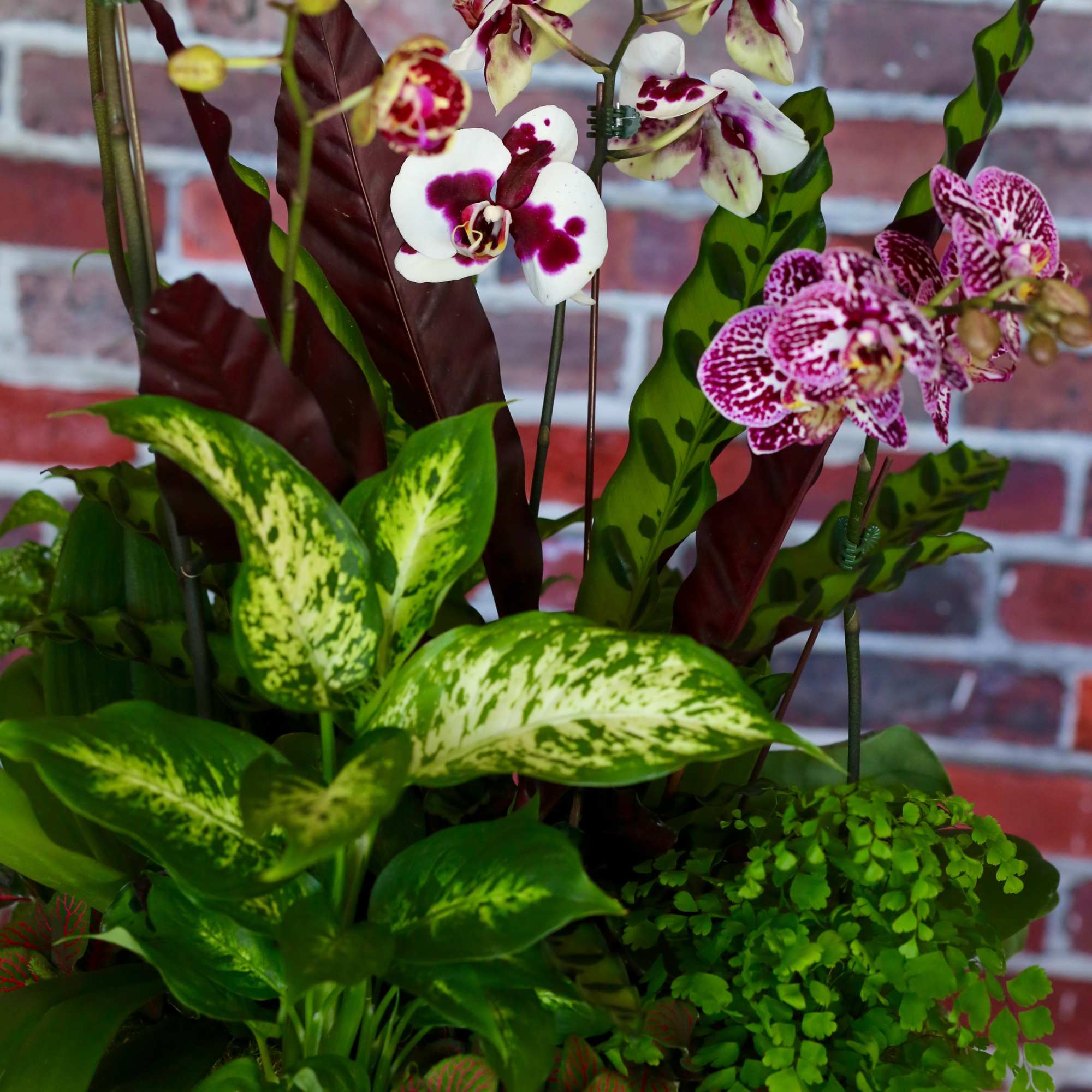 Mixed orchid arrangement in a shallow stone planter