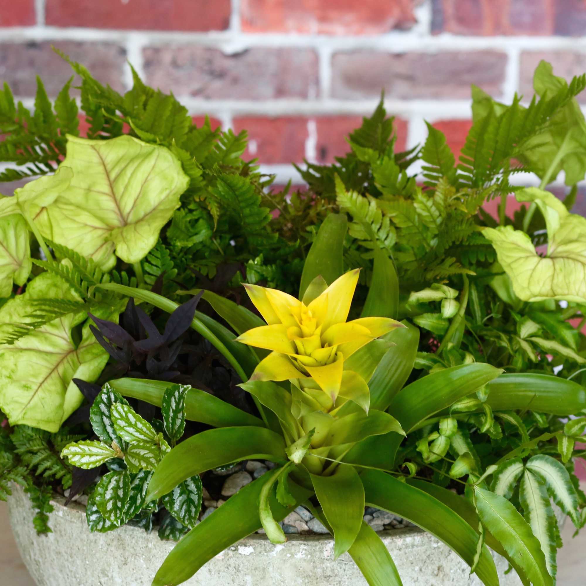 Mixed green plant arrangement with a yellow bromeliad in a concrete bowl