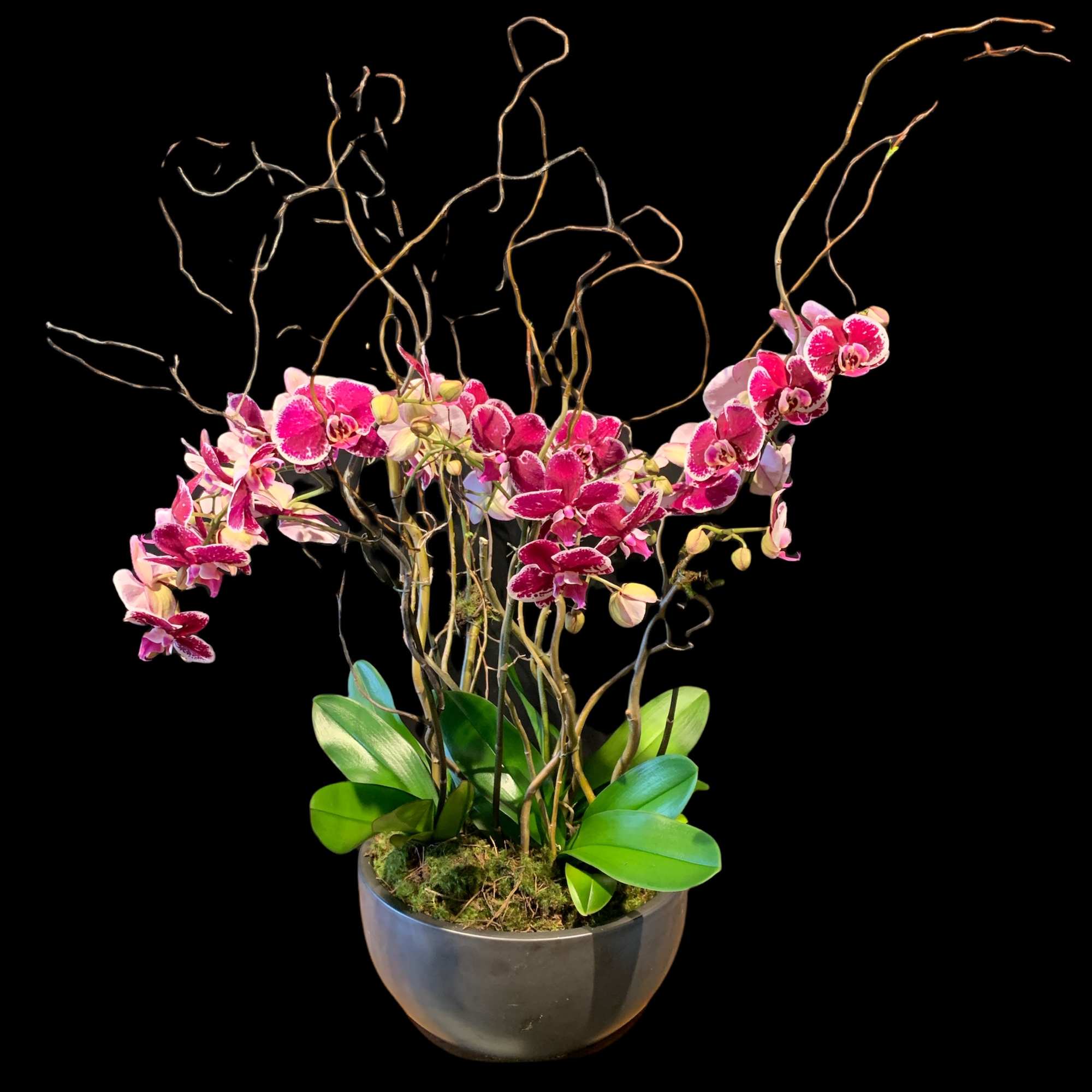Pink orchids arranged in a gray bowl planter