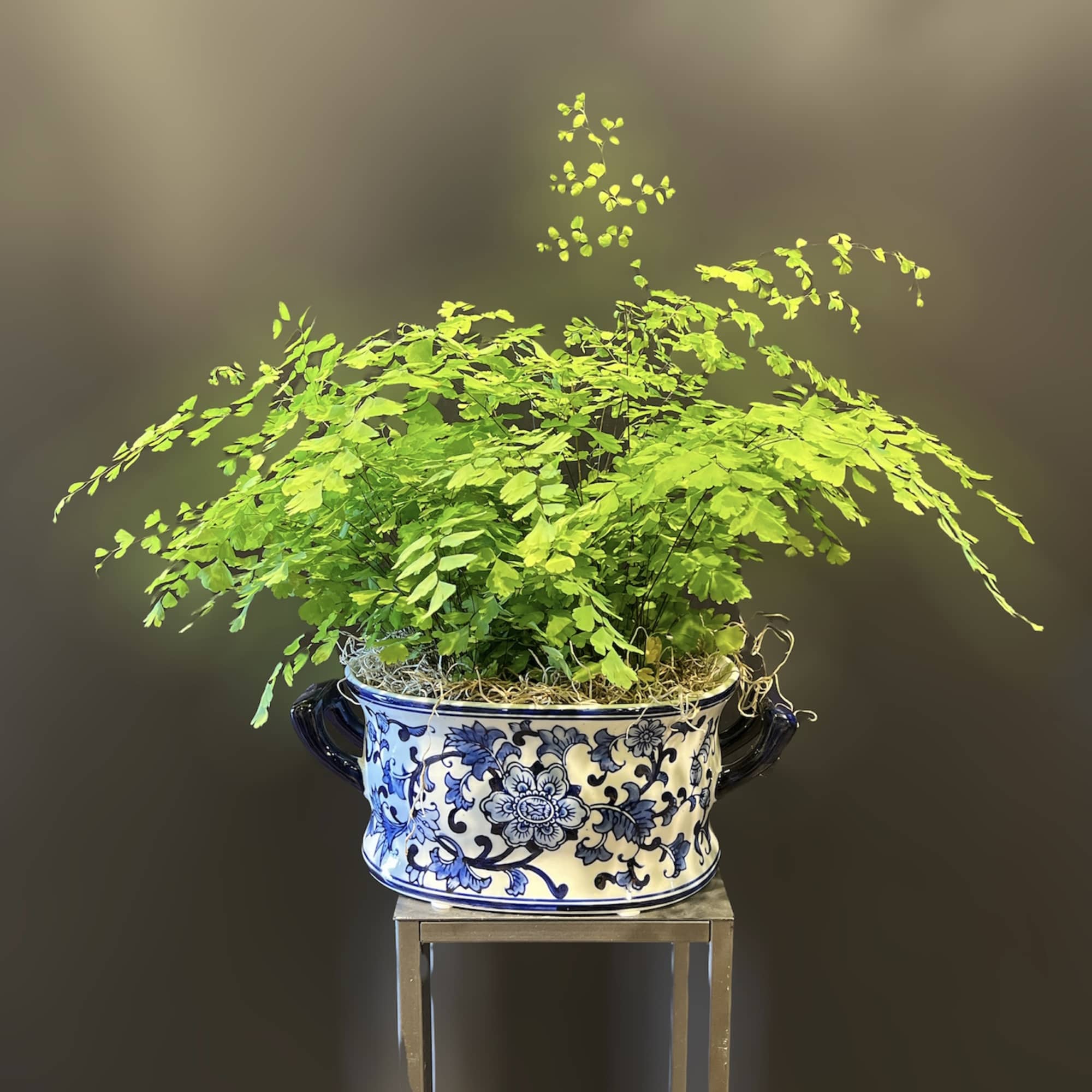 Potted fern in a blue-and-white ceramic planter on a stand