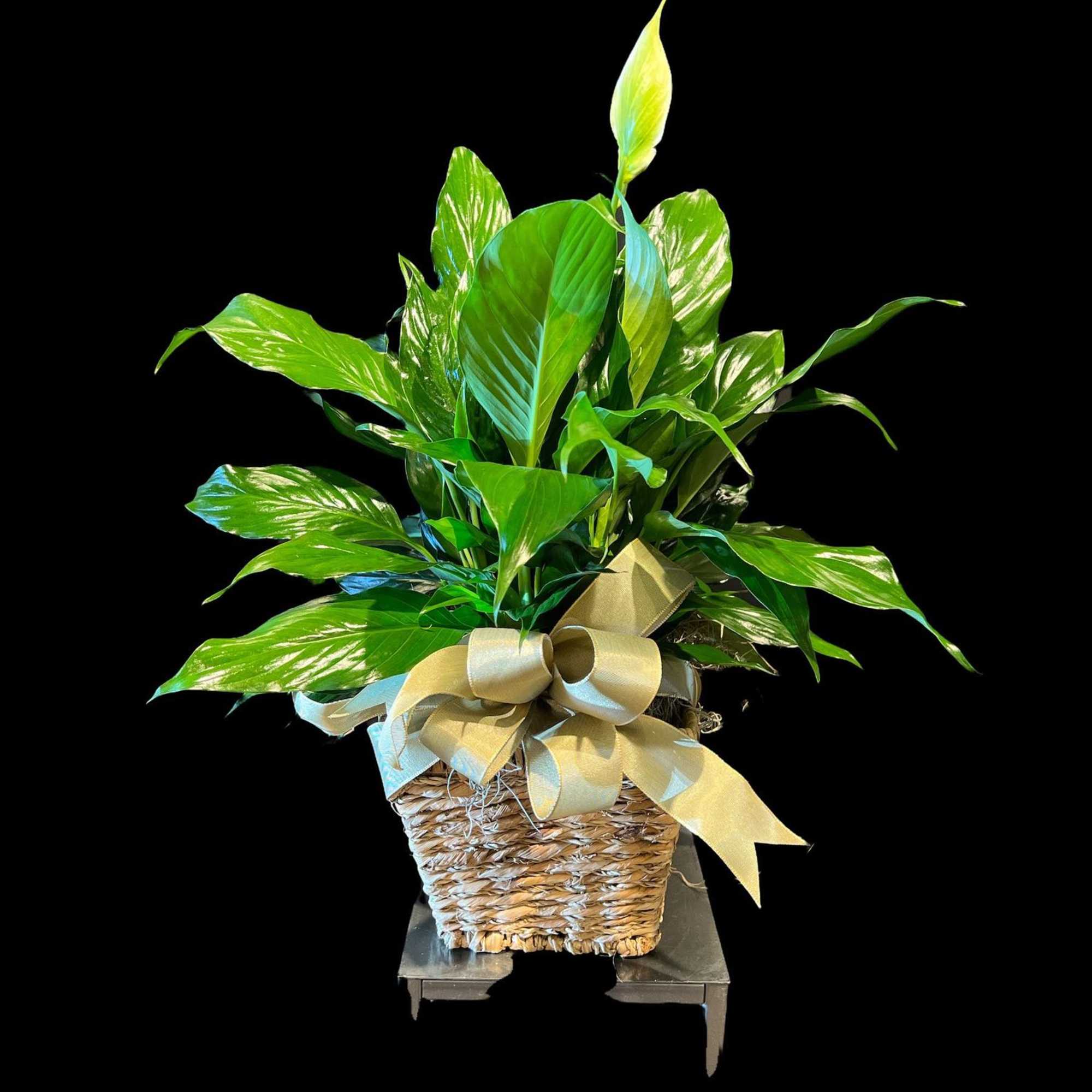Potted green houseplant in a woven basket with a gold ribbon