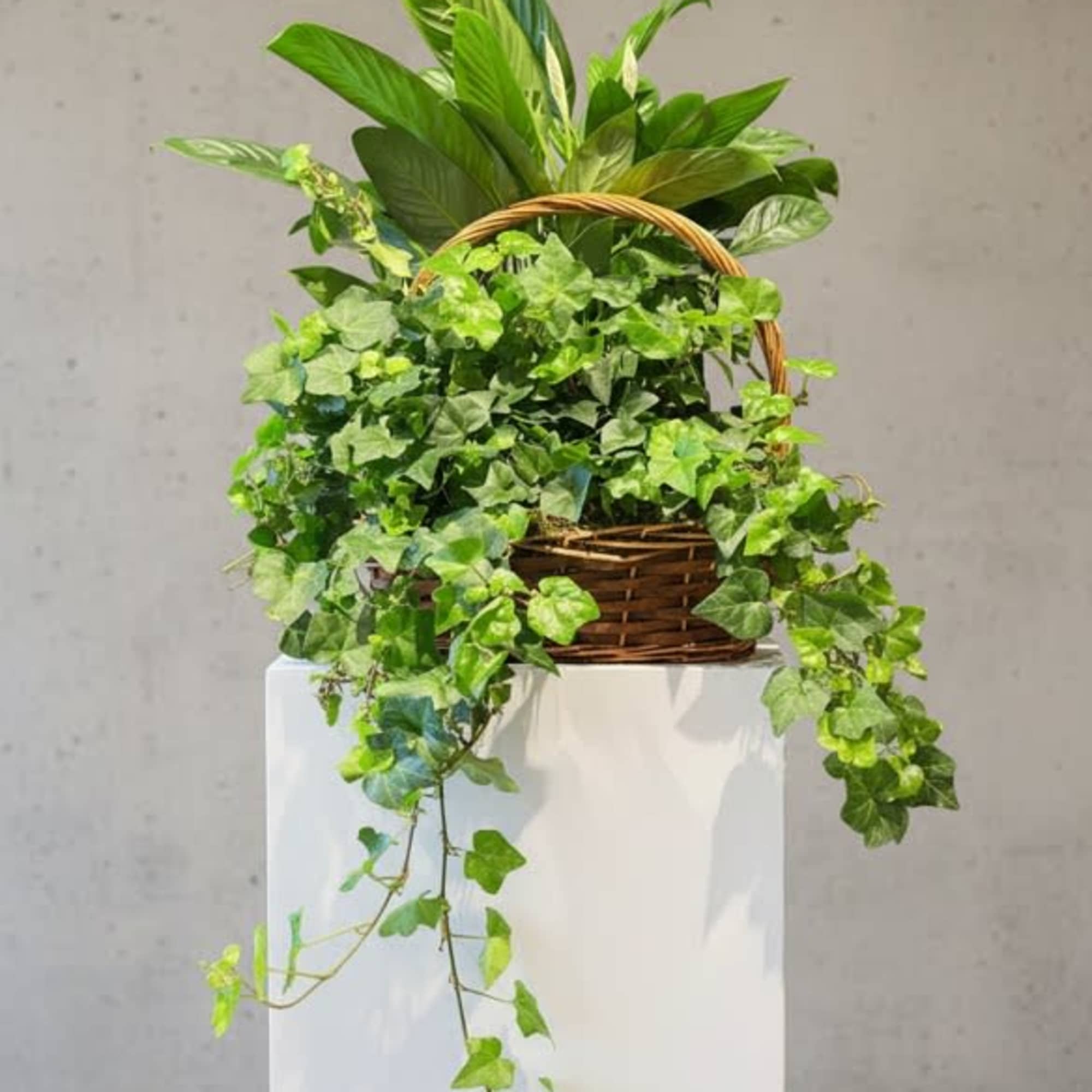 Lush shades of emerald green from these lovely house plants are sure