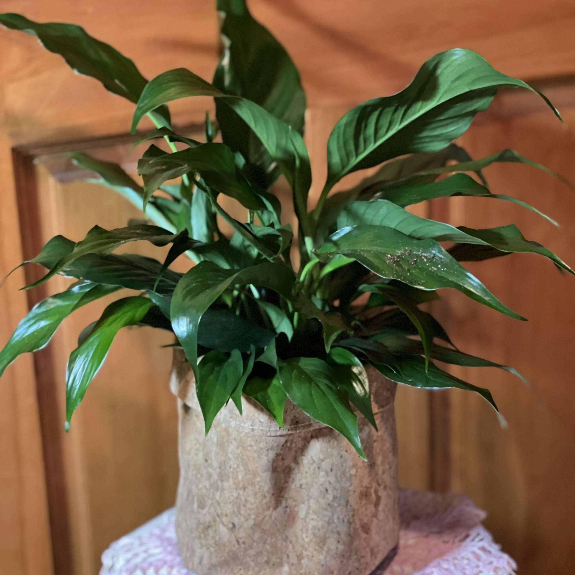 Potted green houseplant in a textured beige container