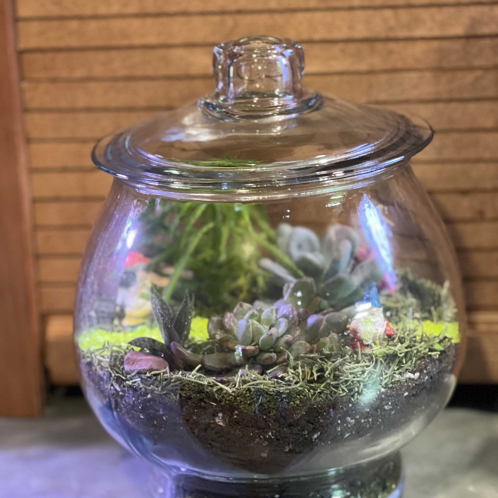 Glass terrarium with small succulents and moss in a round lidded bowl