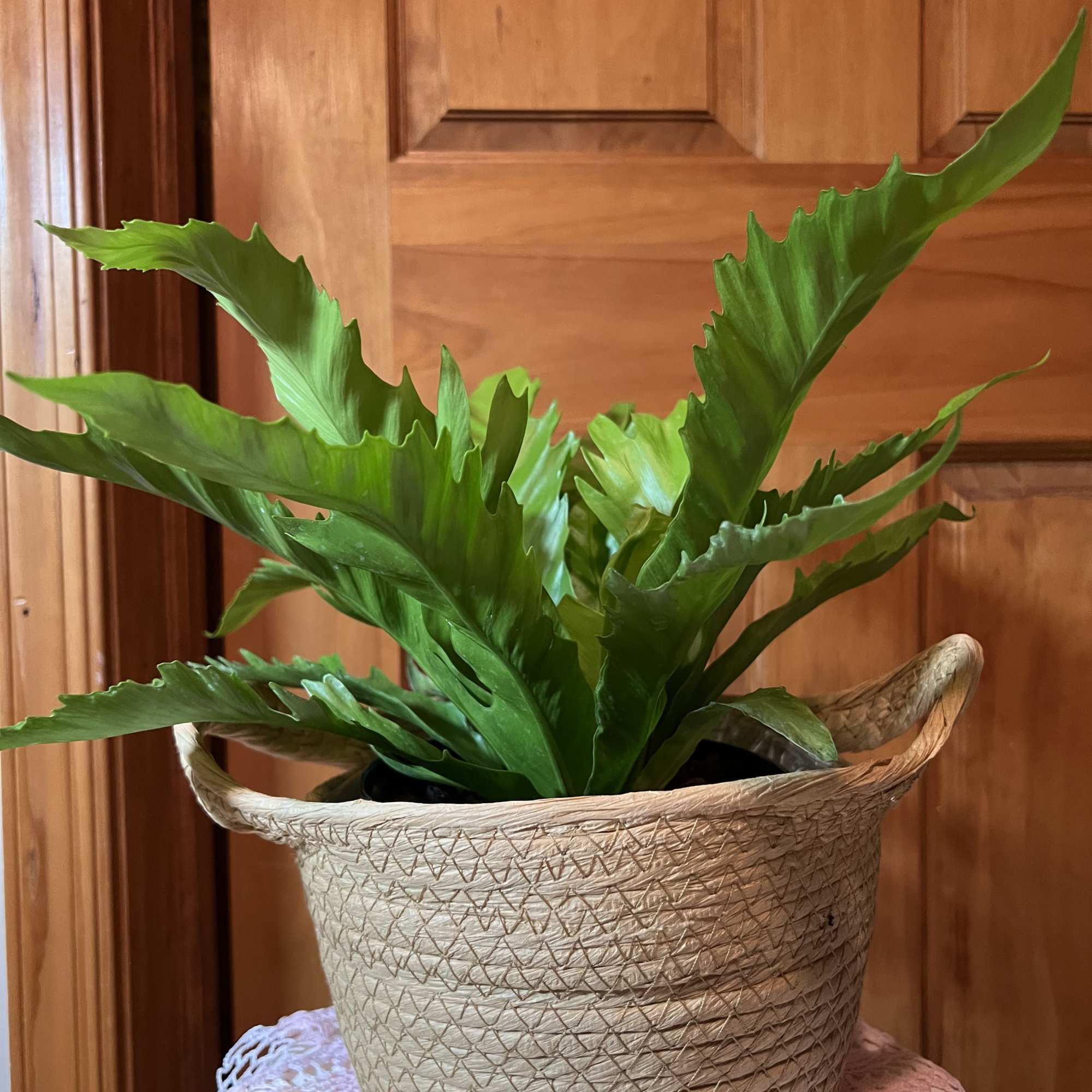 6" Bird Nest Fern in a plastic container. Easy to care for