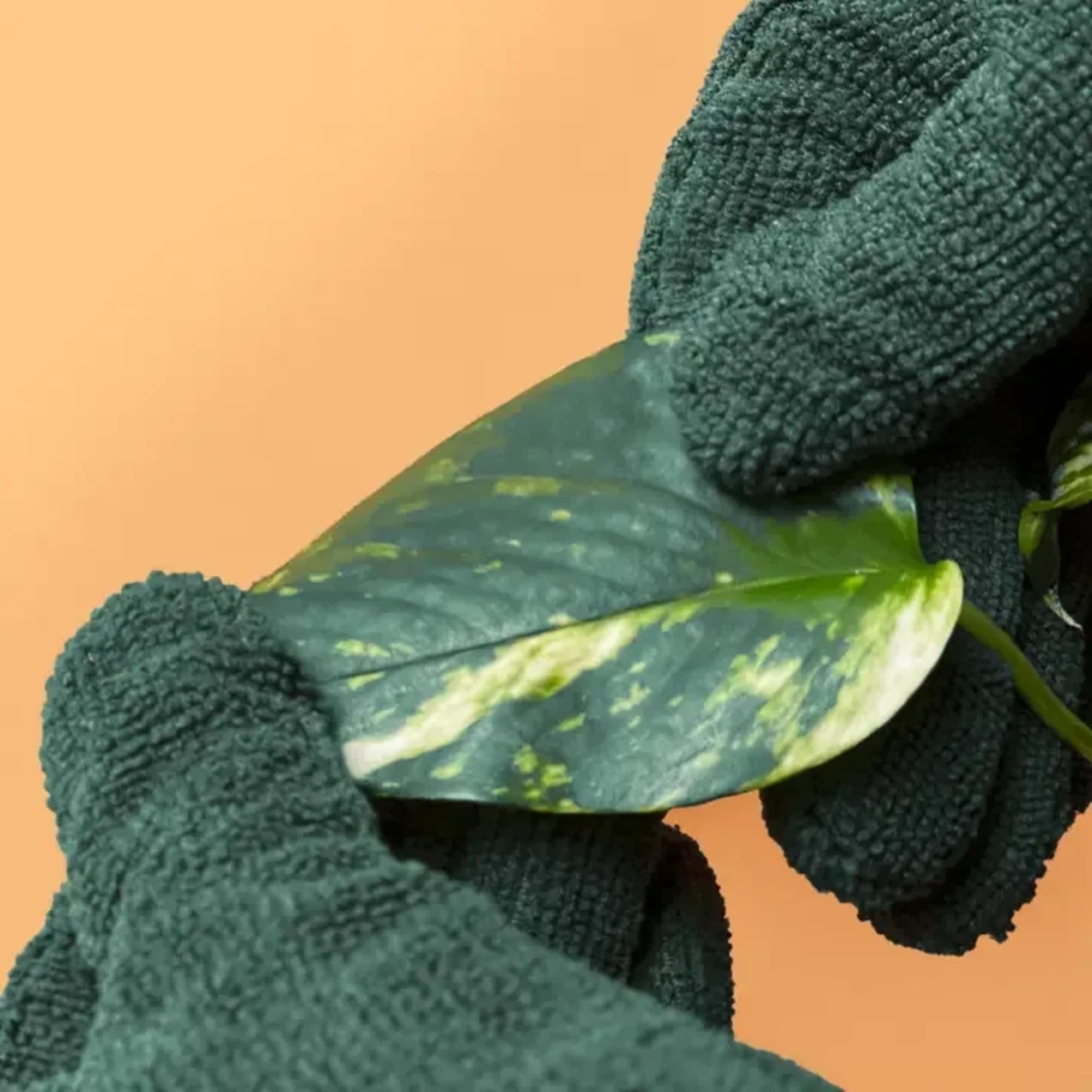 Cleaning your leaves has never been easier! Our high-quality microfibre Leaf Cleaning, photo 3 of 4