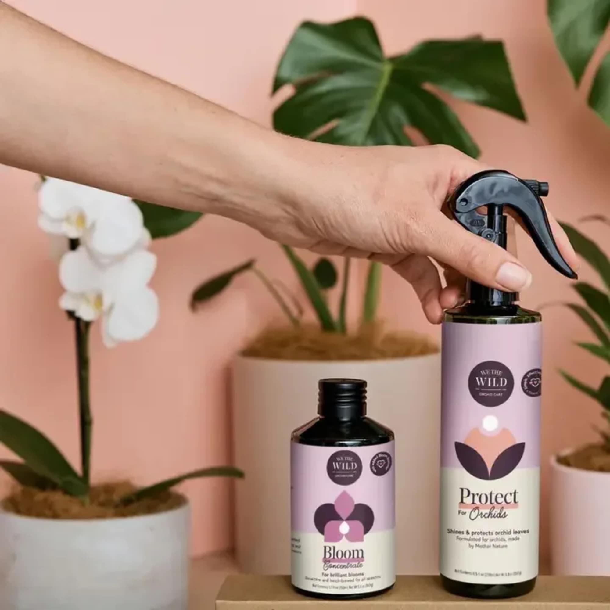 Orchid plants in pots with two care spray bottles