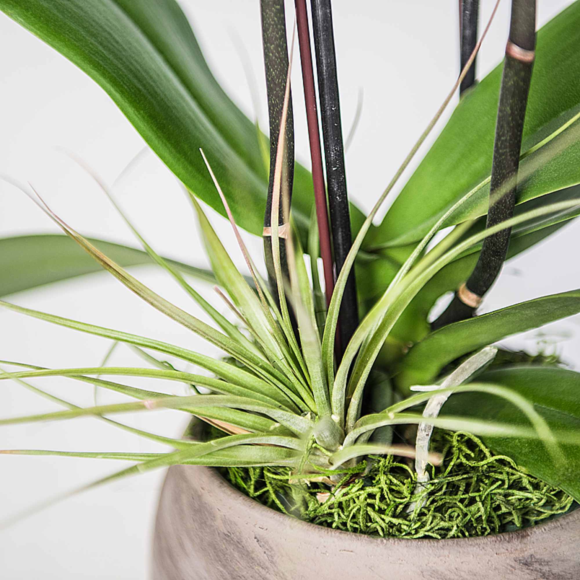 Potted orchid with air plants in a round container