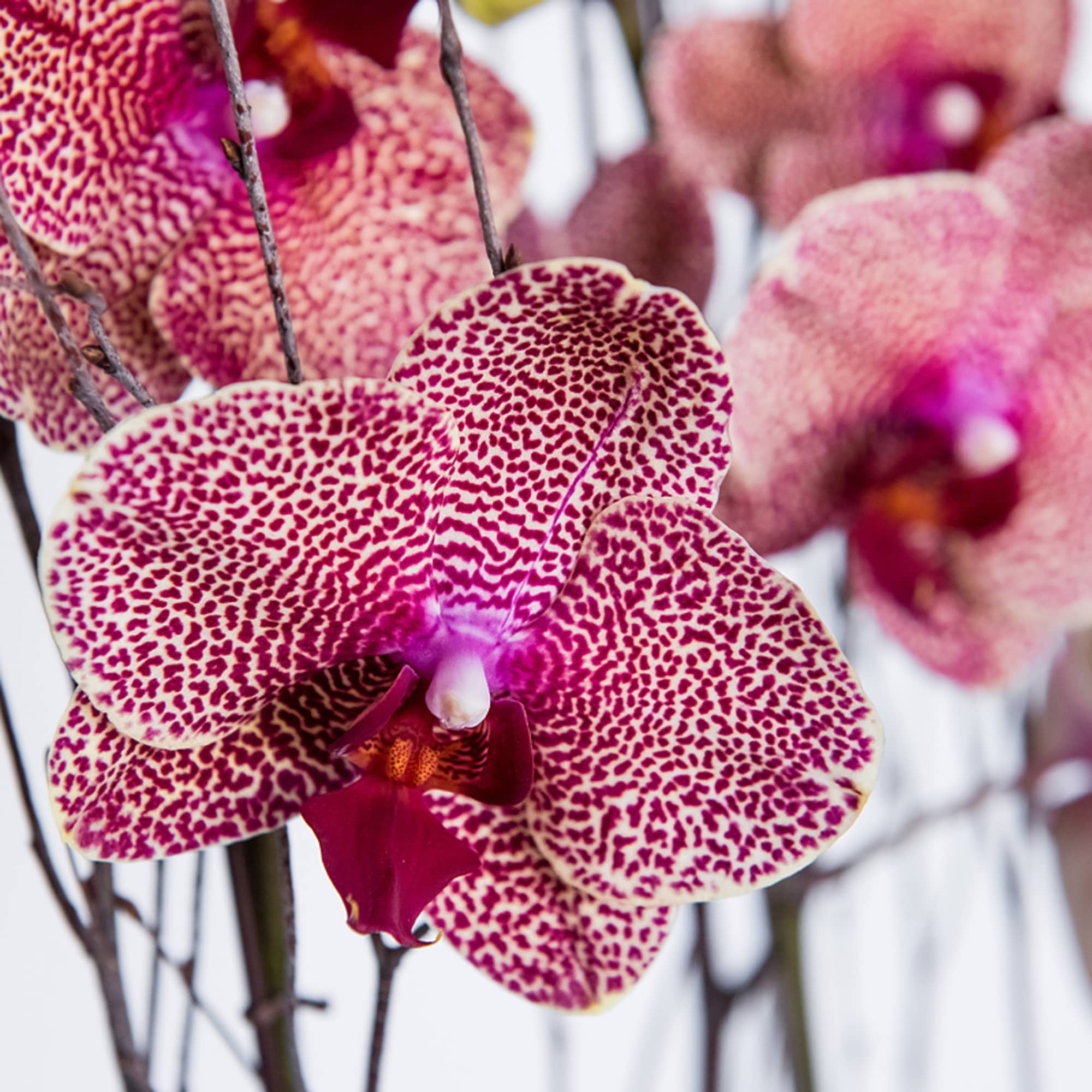 Close-up of pink speckled orchids on stems