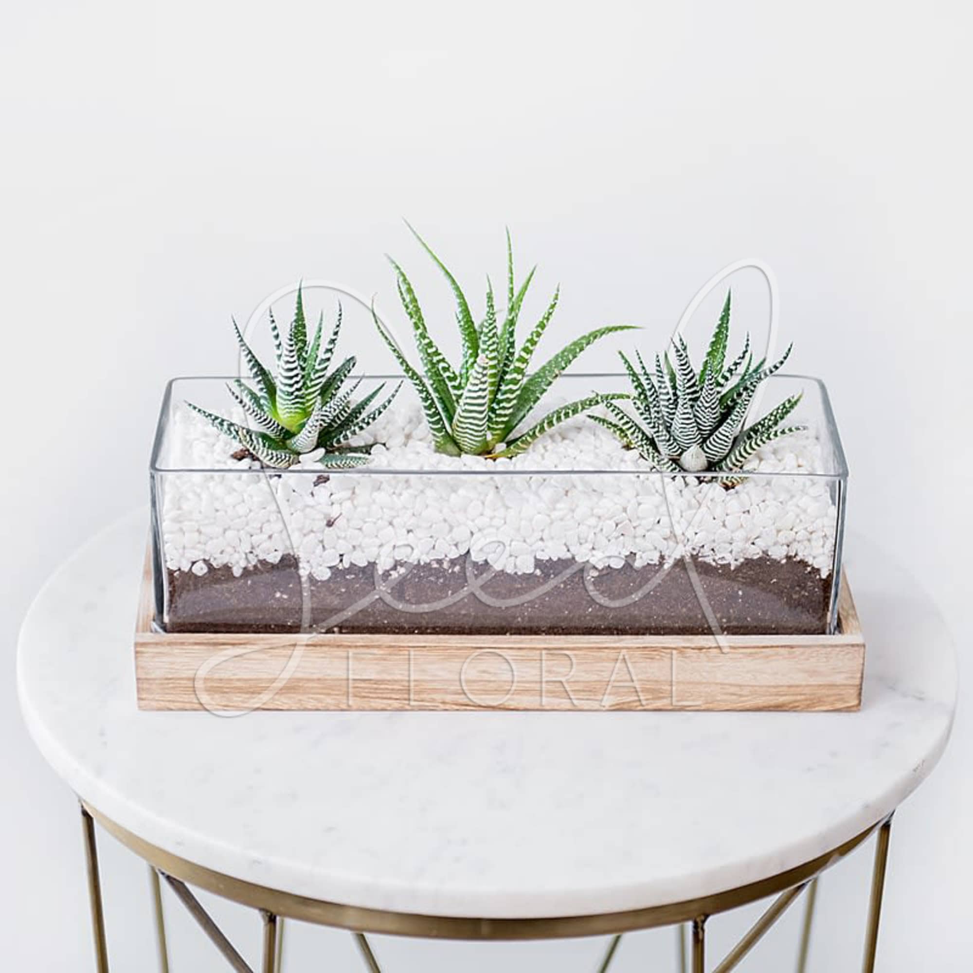 Three small succulents in a glass planter with white stones