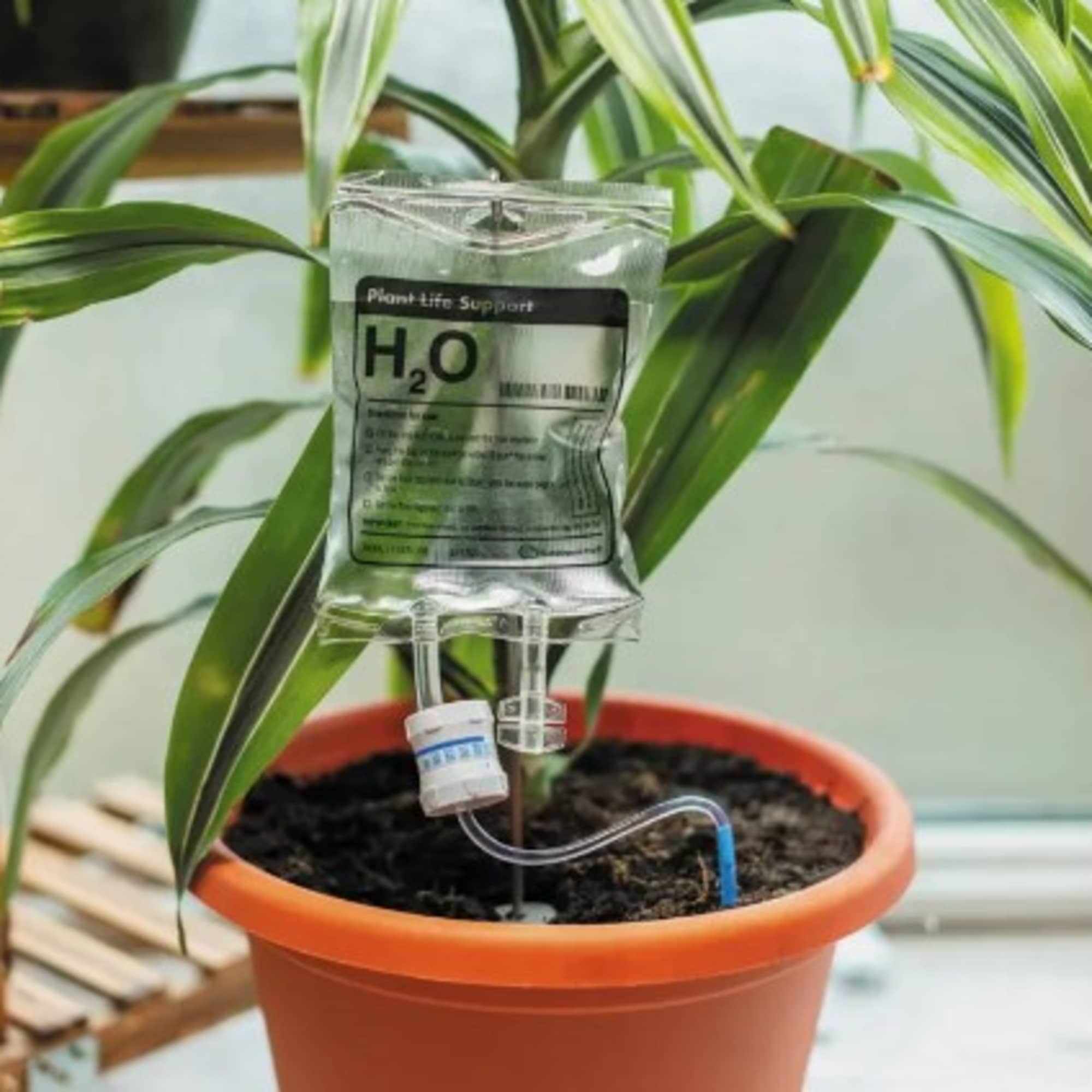 Potted plant with a hanging water reservoir attached