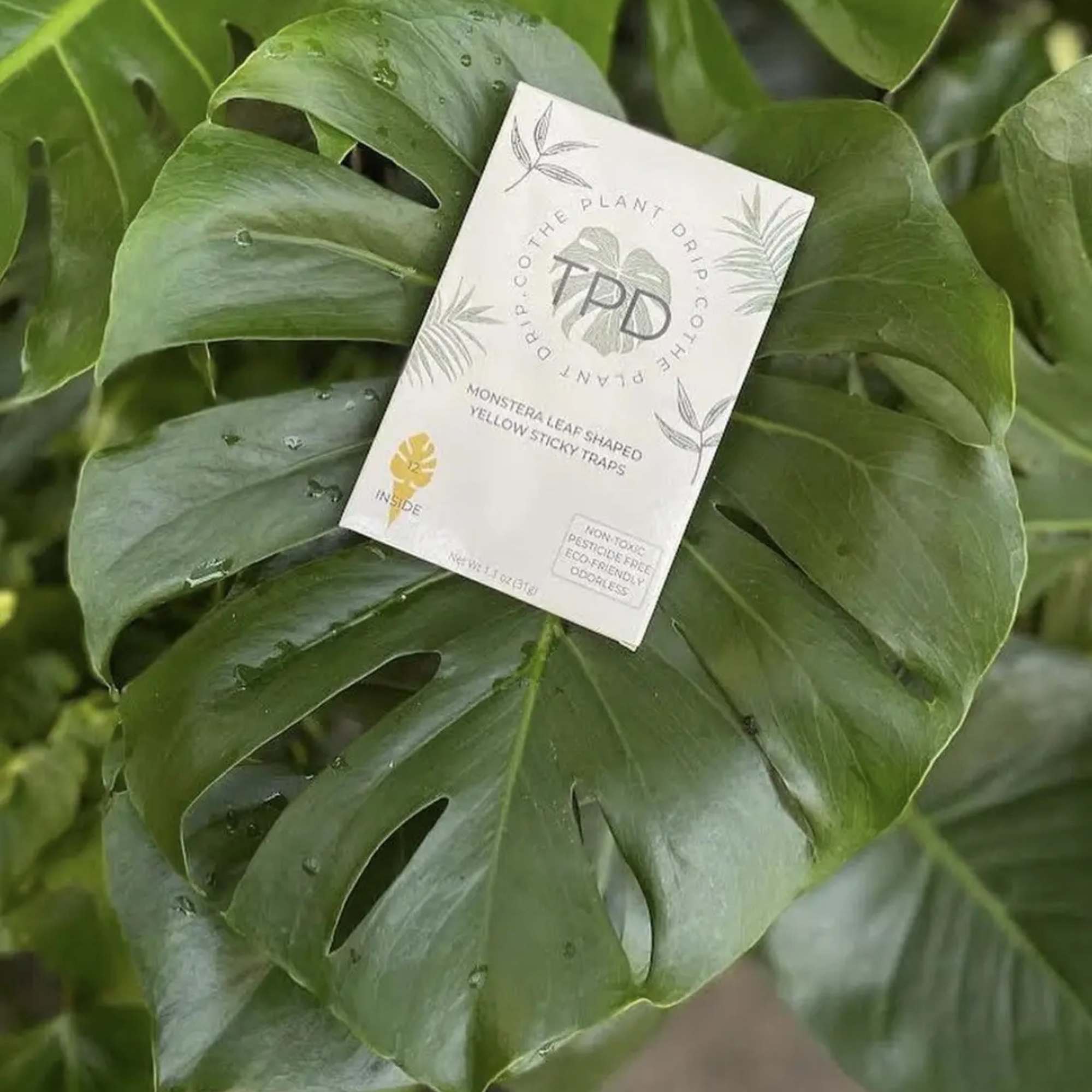 Close-up of a monstera leaf with a plant tag attached