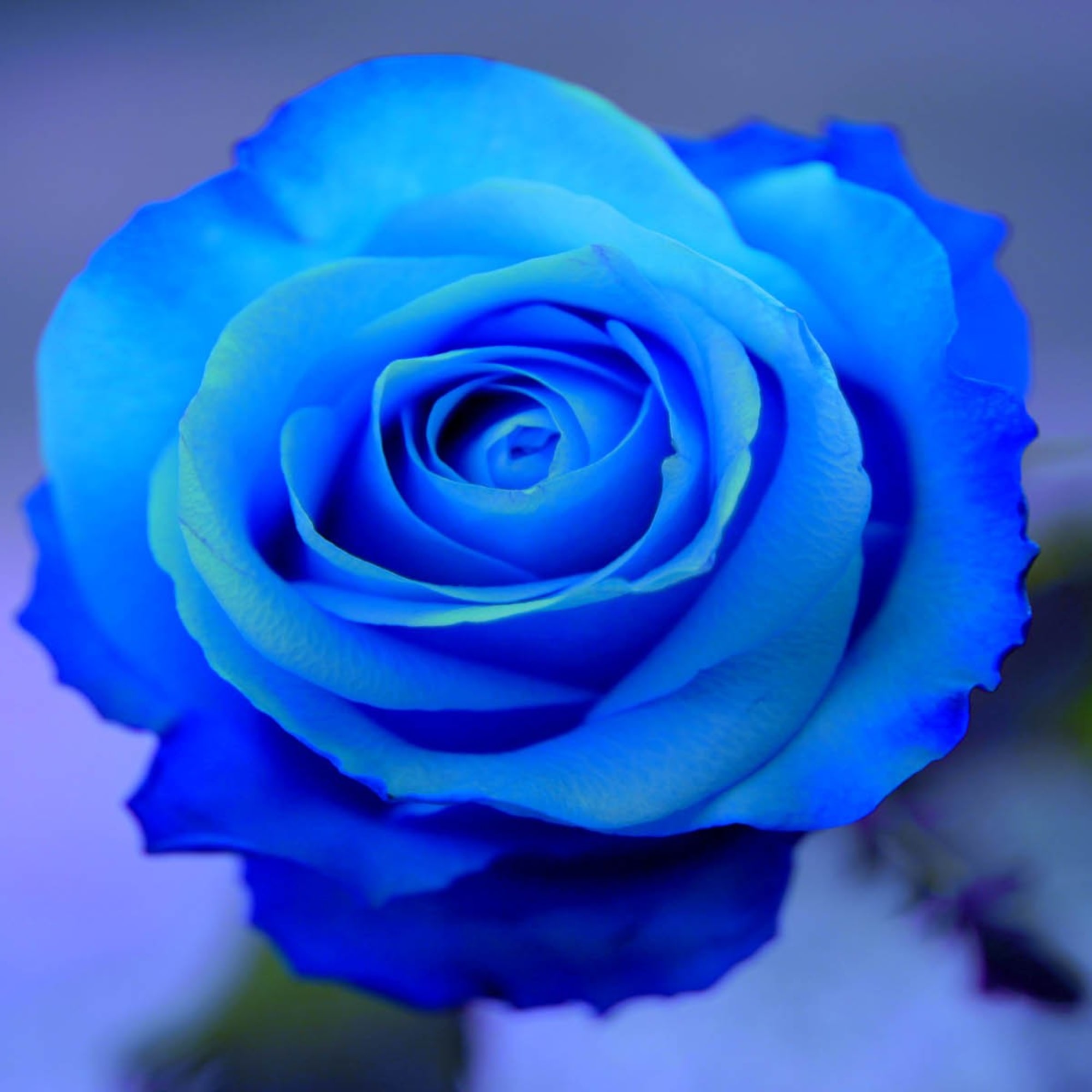 Close-up of a vivid blue rose bloom