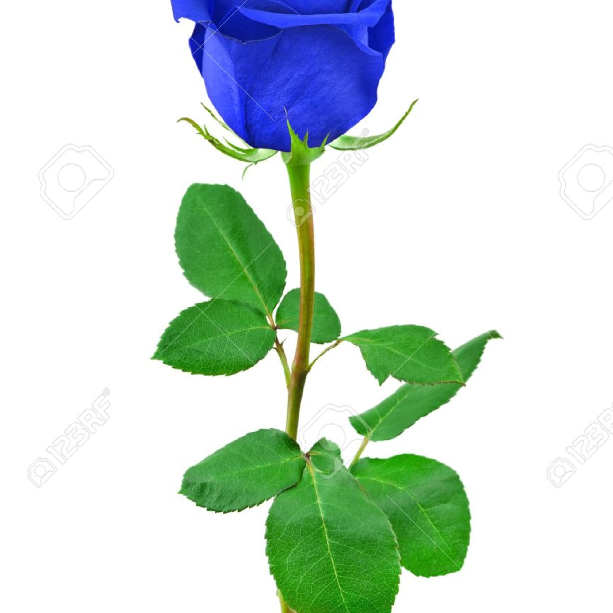 Single blue rose with a long stem and green leaves on white background