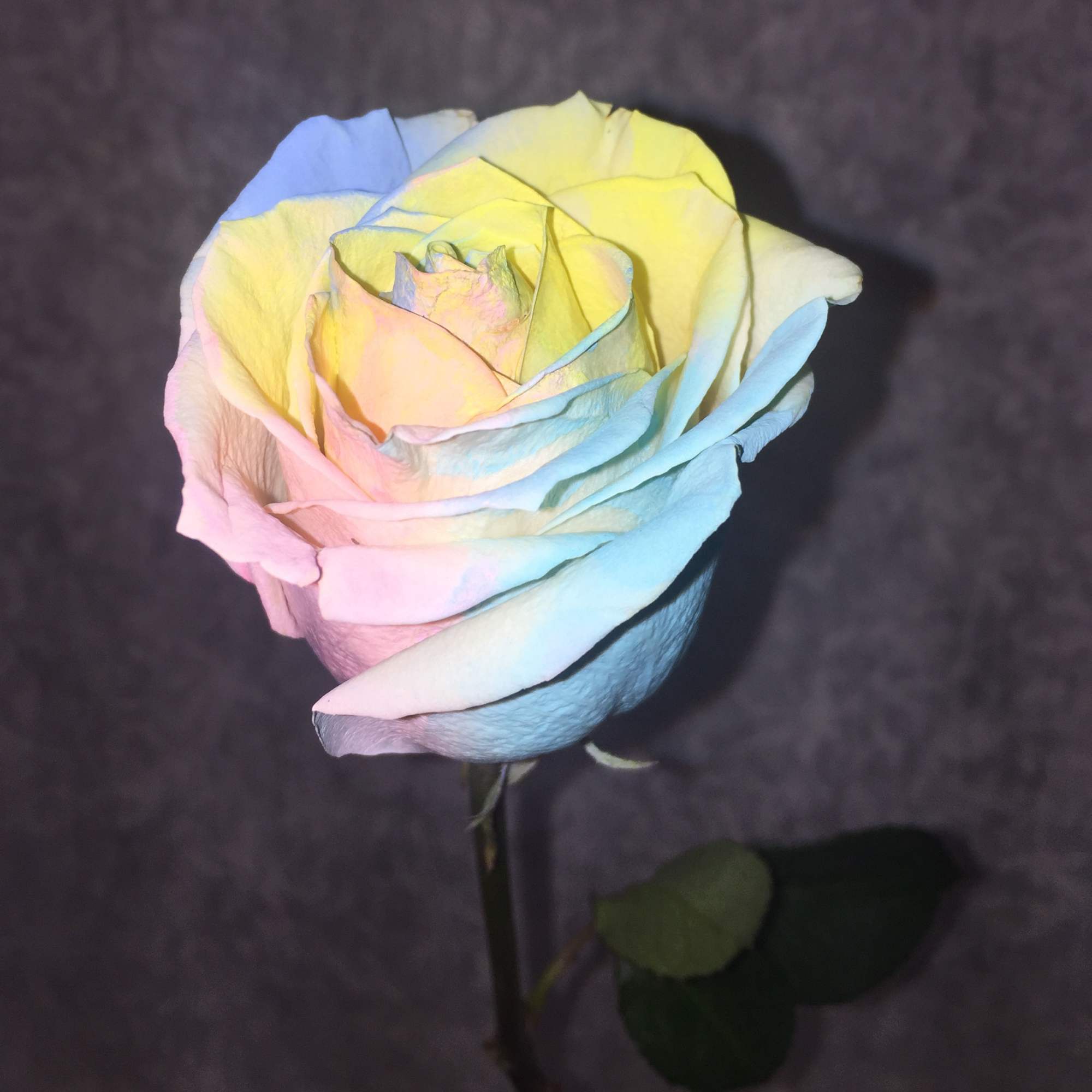 Single pastel rainbow rose on a dark background