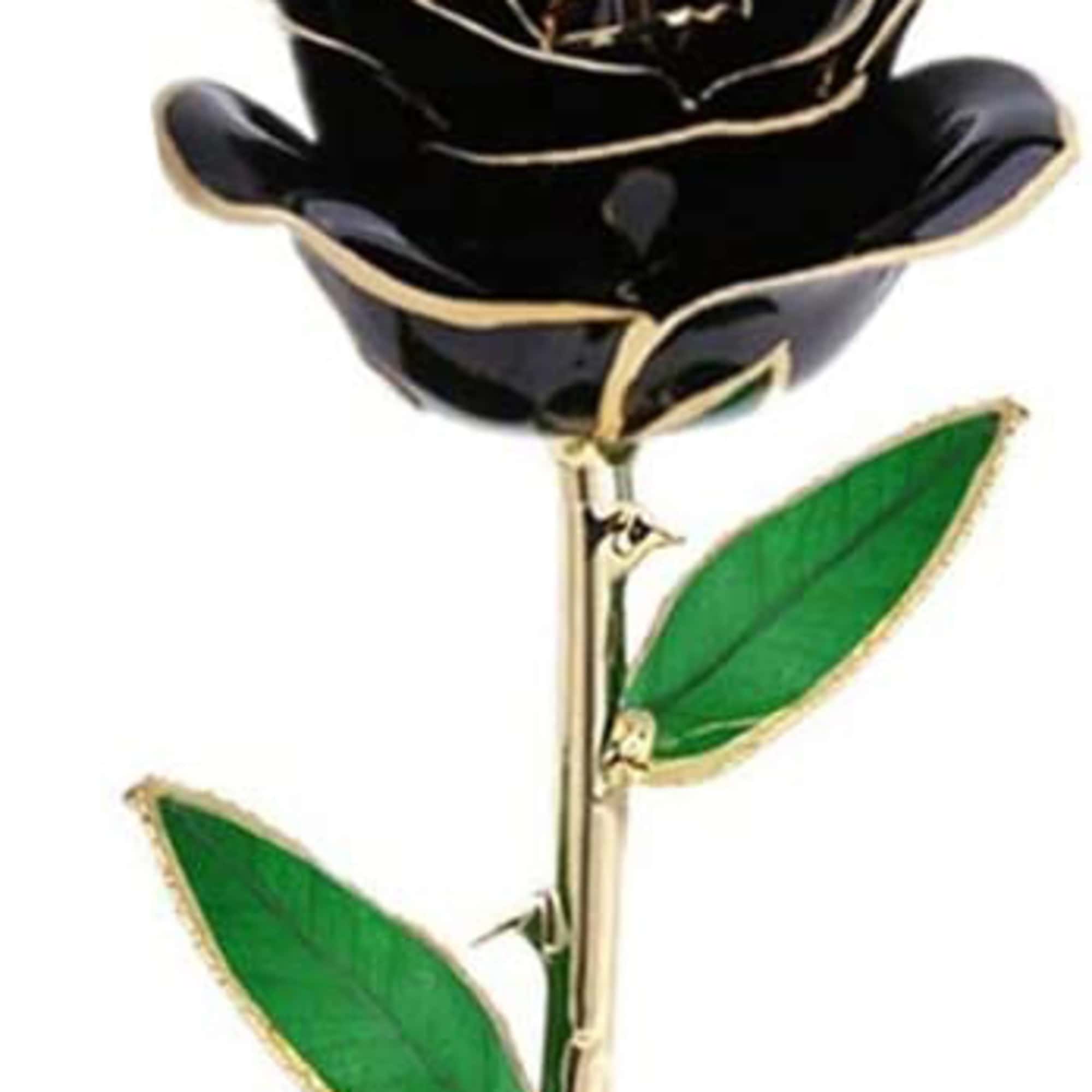 Black rose with green leaves on a white background
