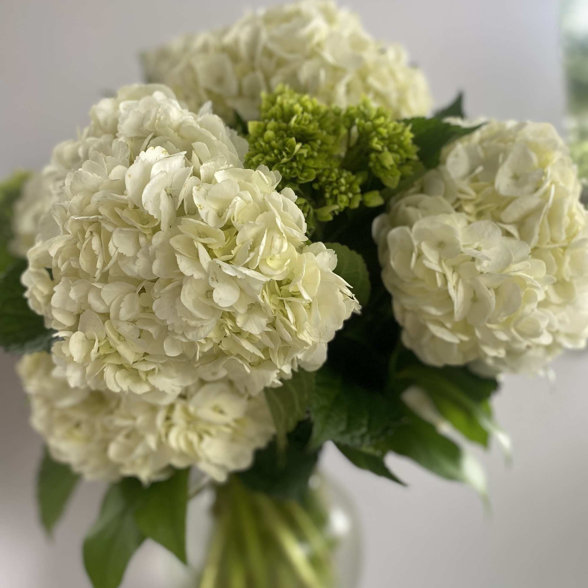 Celebrate Timeless Beauty with Hydrangeas
Always in season at Elizabeth's Garden, our "Hydrangea, photo 4 of 5
