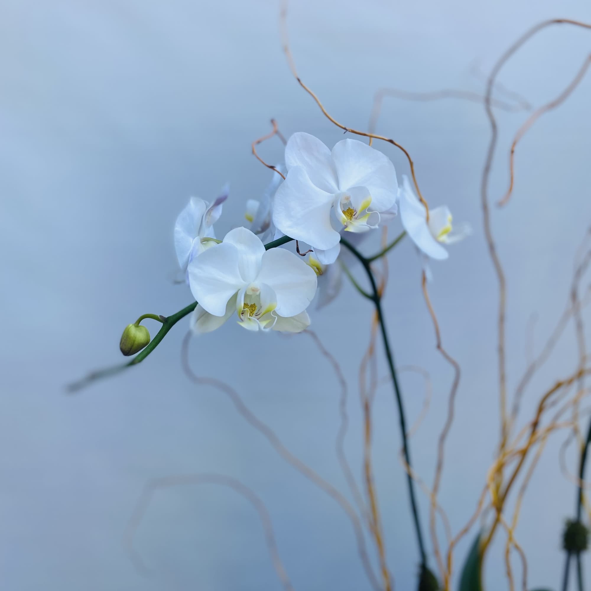 Timeless Elegance for Any Setting
Introducing the "All Occasion Orchid," a sophisticated arrangement, photo 4 of 4