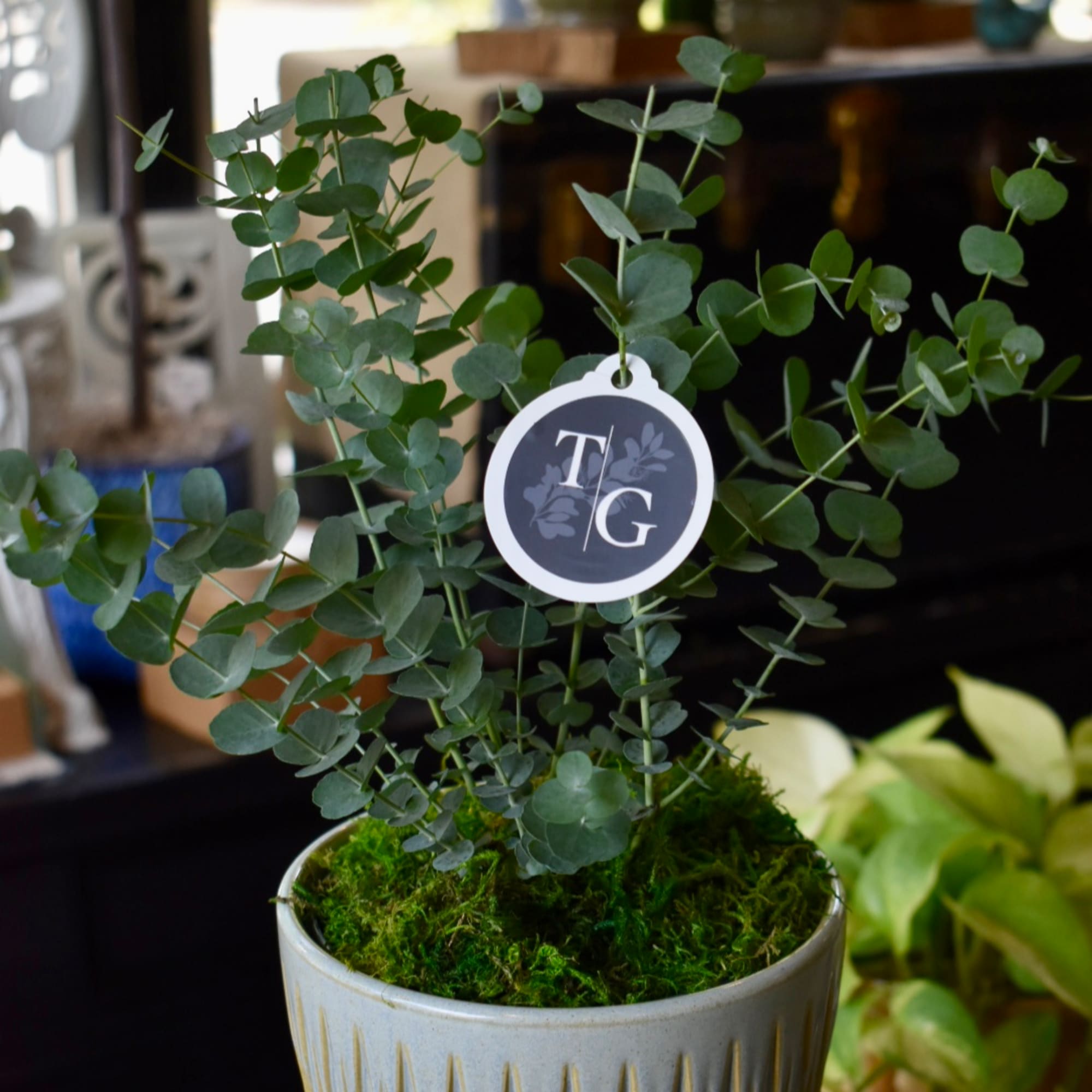 Potted eucalyptus plant with a round tag in a ceramic container
