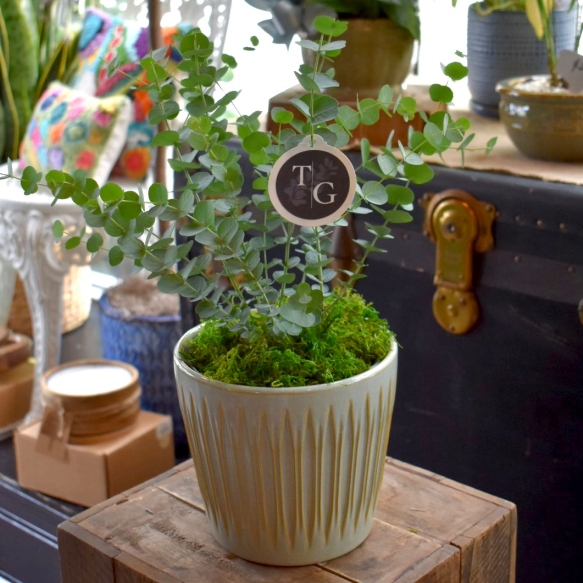 Potted eucalyptus plant in a white ribbed ceramic pot