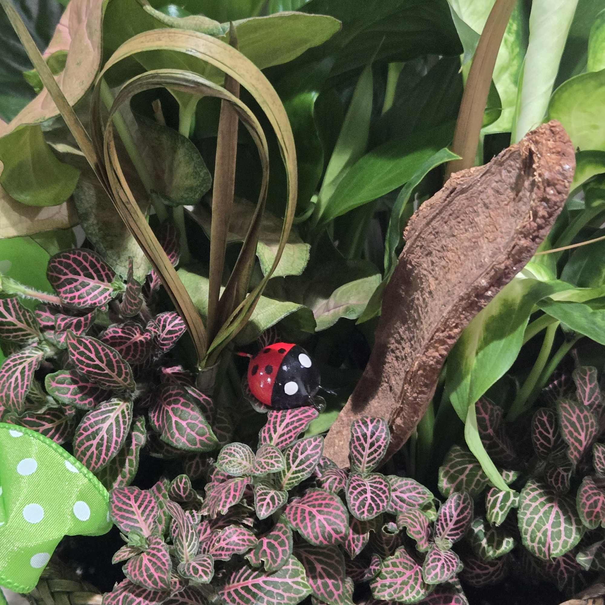 This 8" collection of indoor plants are nestled in a liner and, photo 2 of 2