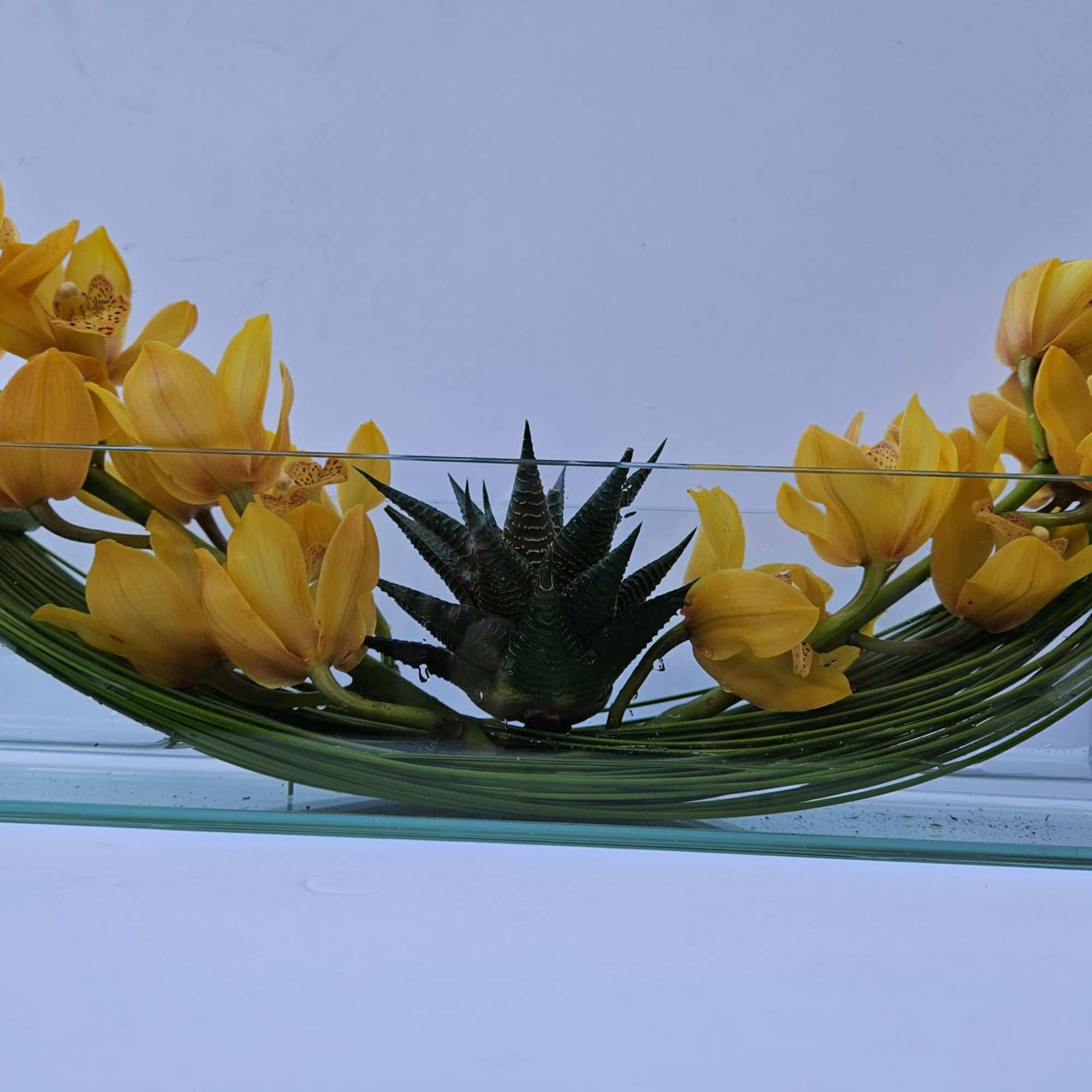 Cymbidium orchid with an aloe succulent over a hammock made by flexi, photo 2 of 6