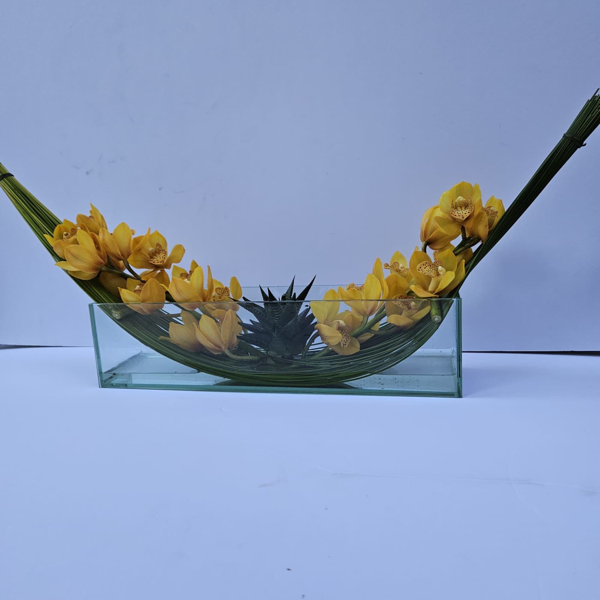 Cymbidium orchid with an aloe succulent over a hammock made by flexi, photo 3 of 6
