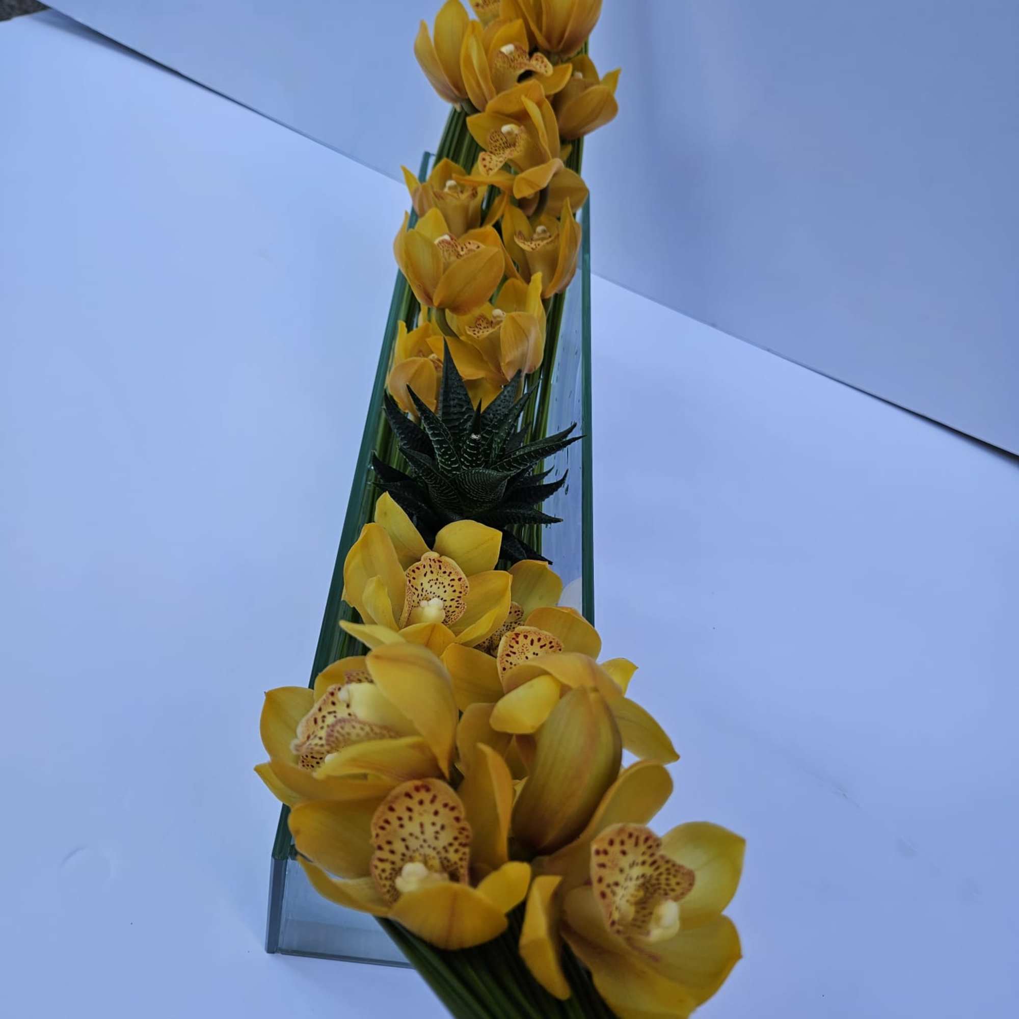 Cymbidium orchid with an aloe succulent over a hammock made by flexi, photo 5 of 6