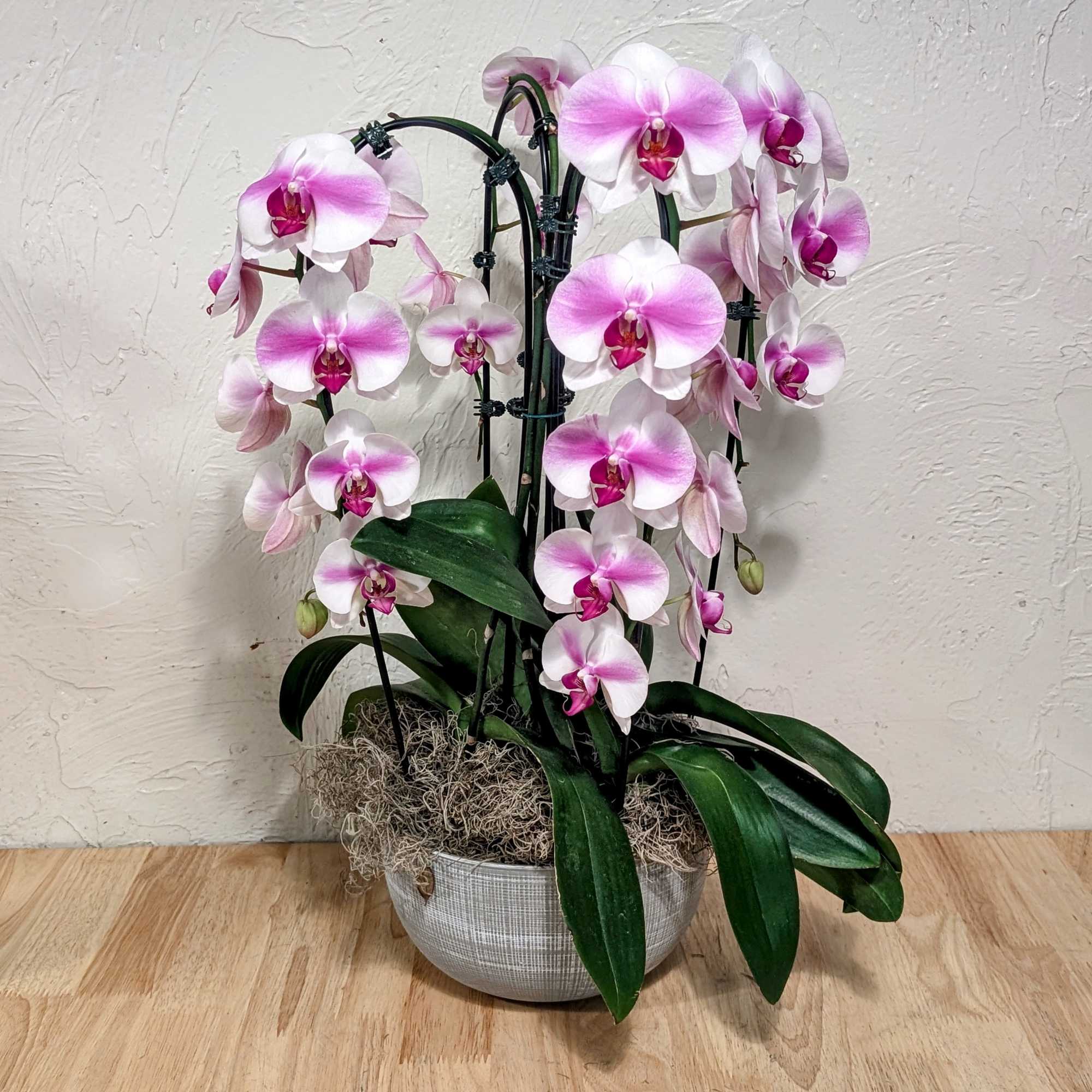 A graceful display of arching Phalaenopsis orchids makes a striking gift for, photo 2 of 2
