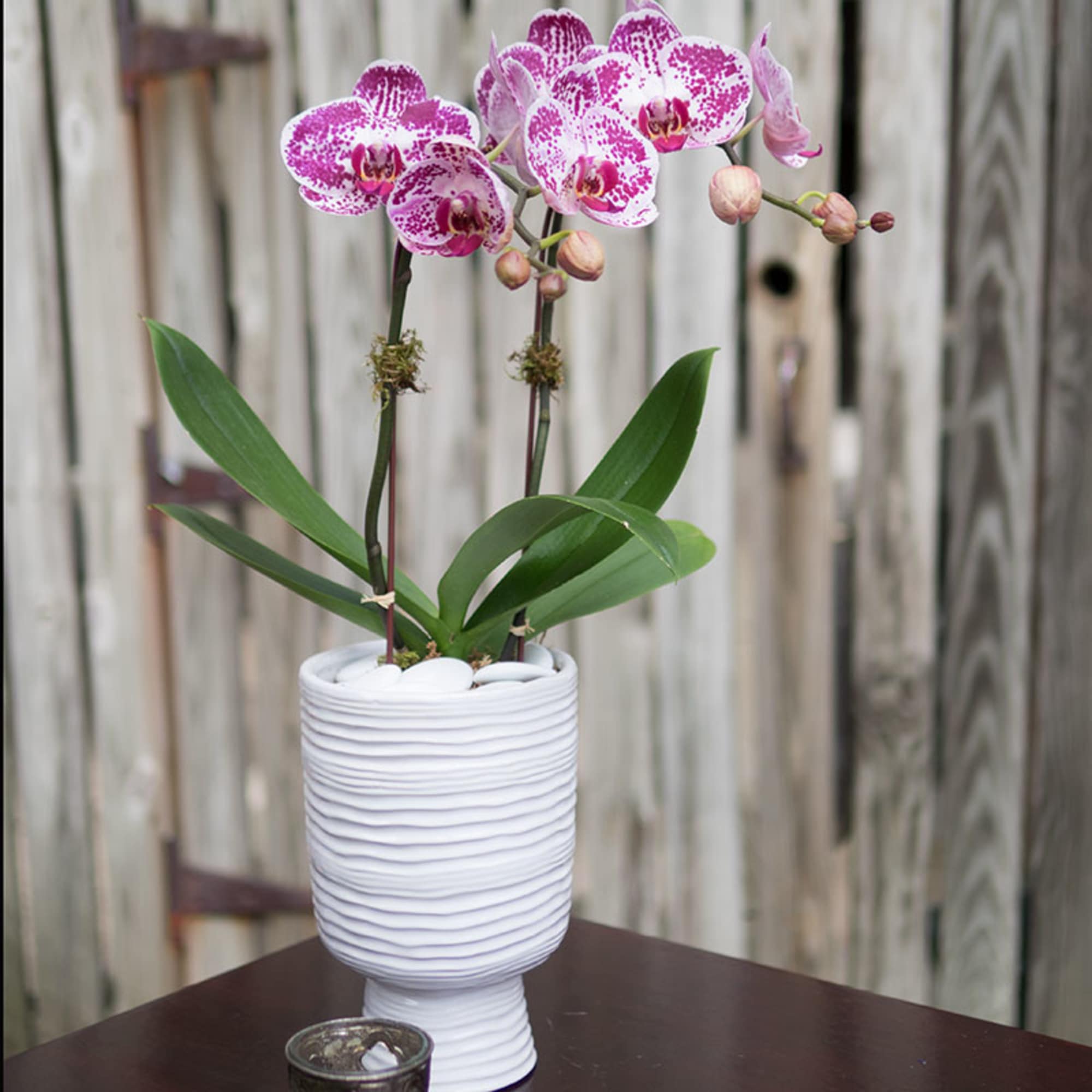 Pink orchid plant in a white textured pot on a table