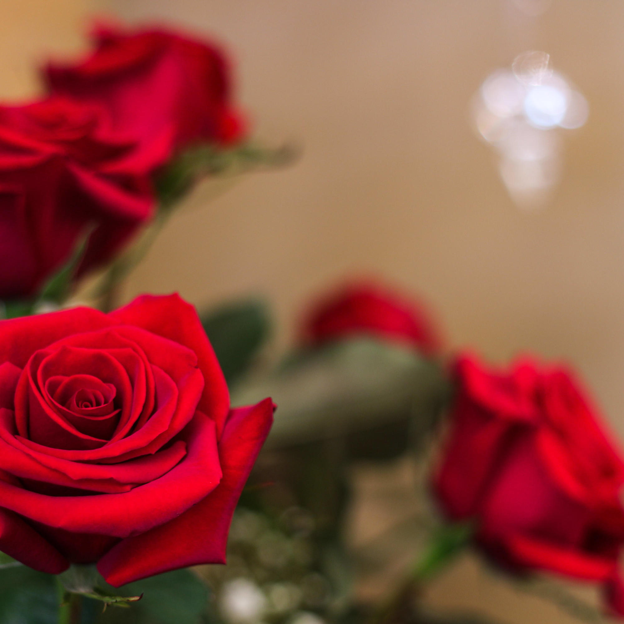 The top of the line and best 12 long stem red roses, photo 2 of 2