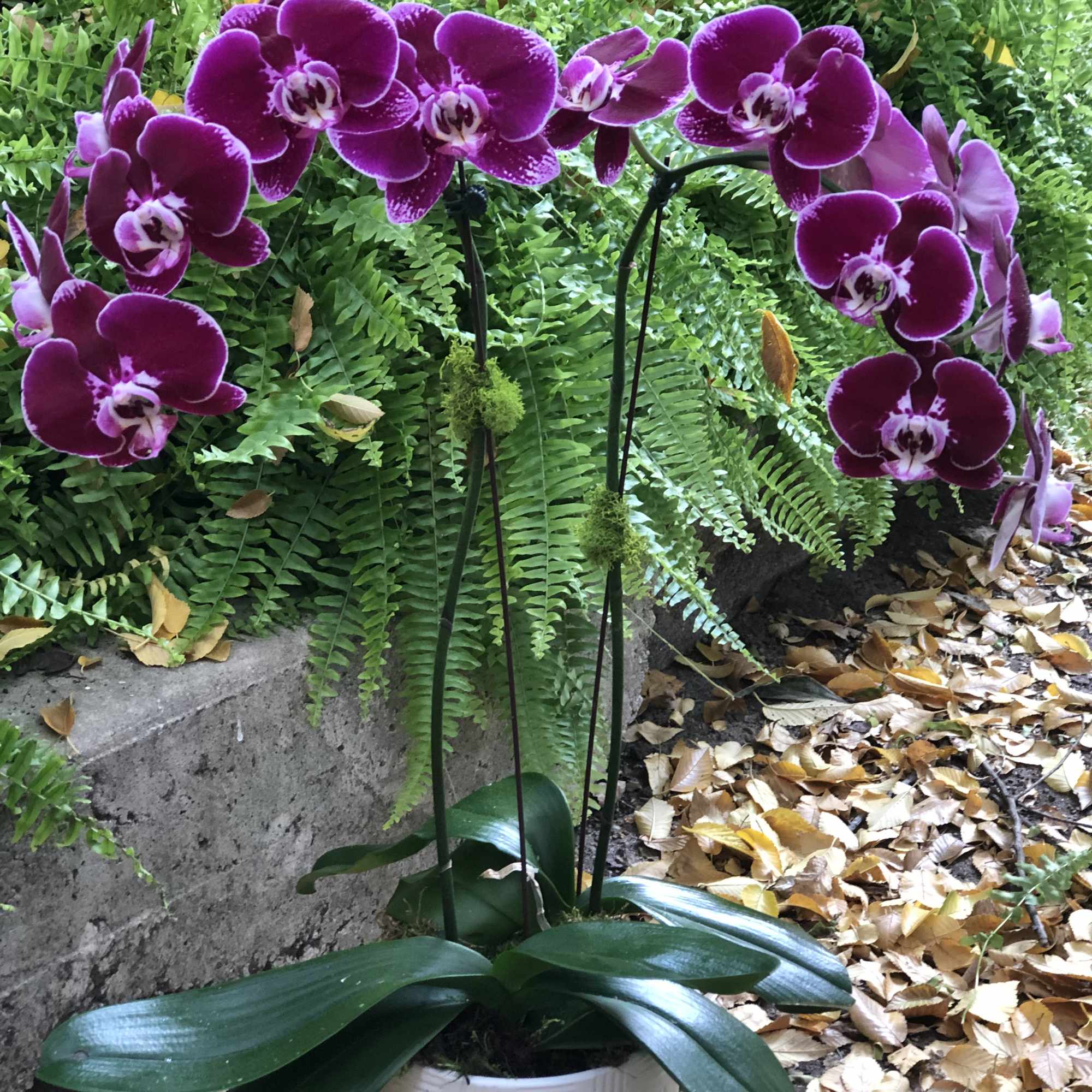 Potted purple orchids with broad green leaves in a white planter