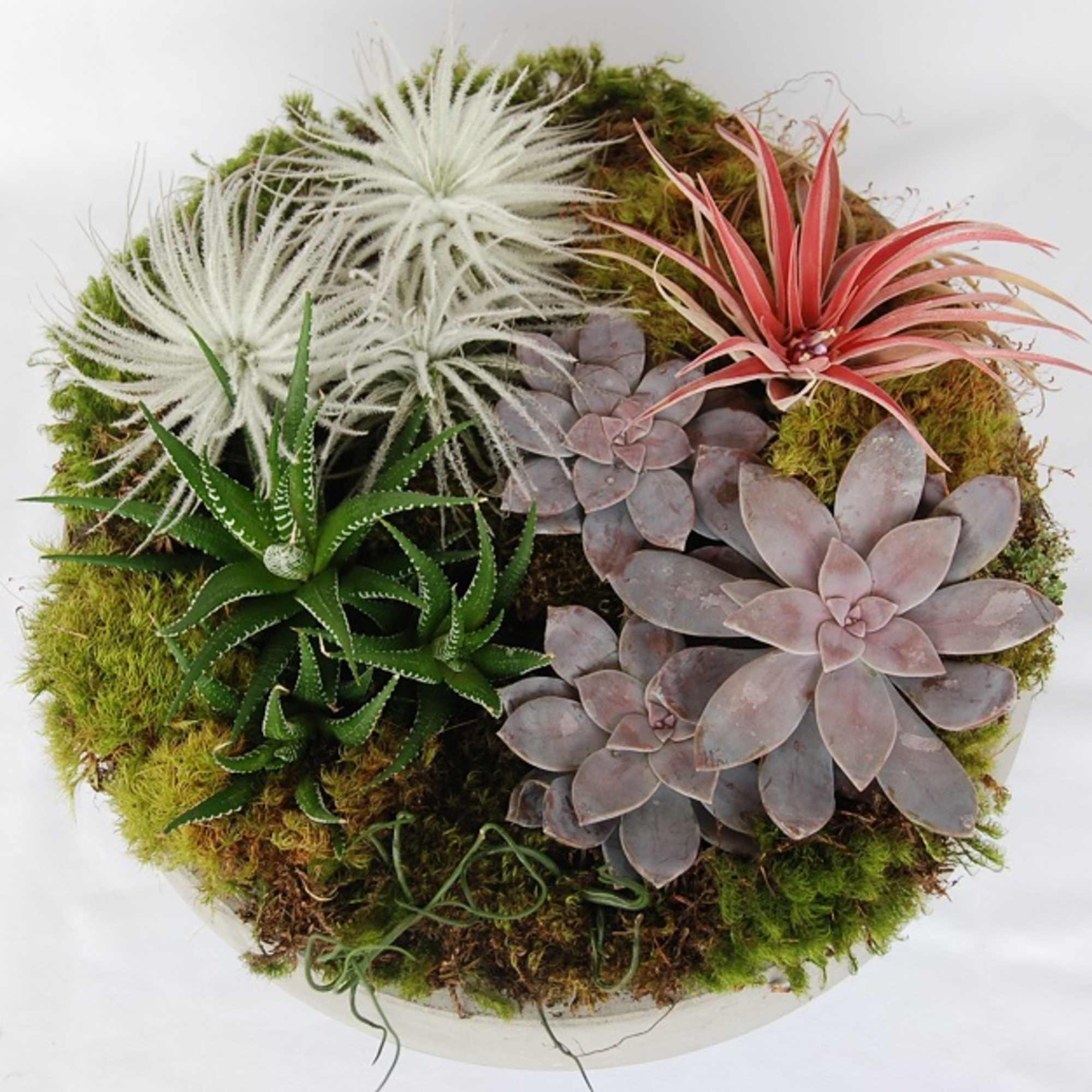 A stunning display of class and elegance in concrete dish with unique