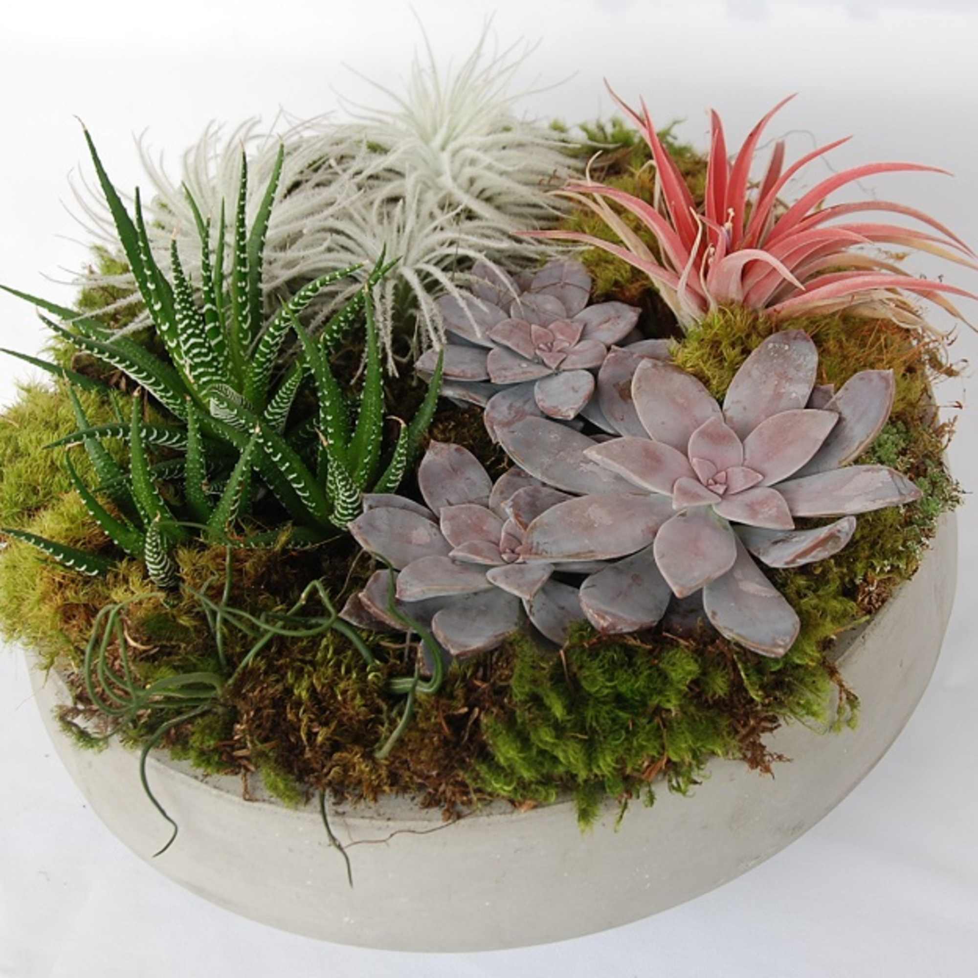 A stunning display of class and elegance in concrete dish with unique, photo 2 of 2