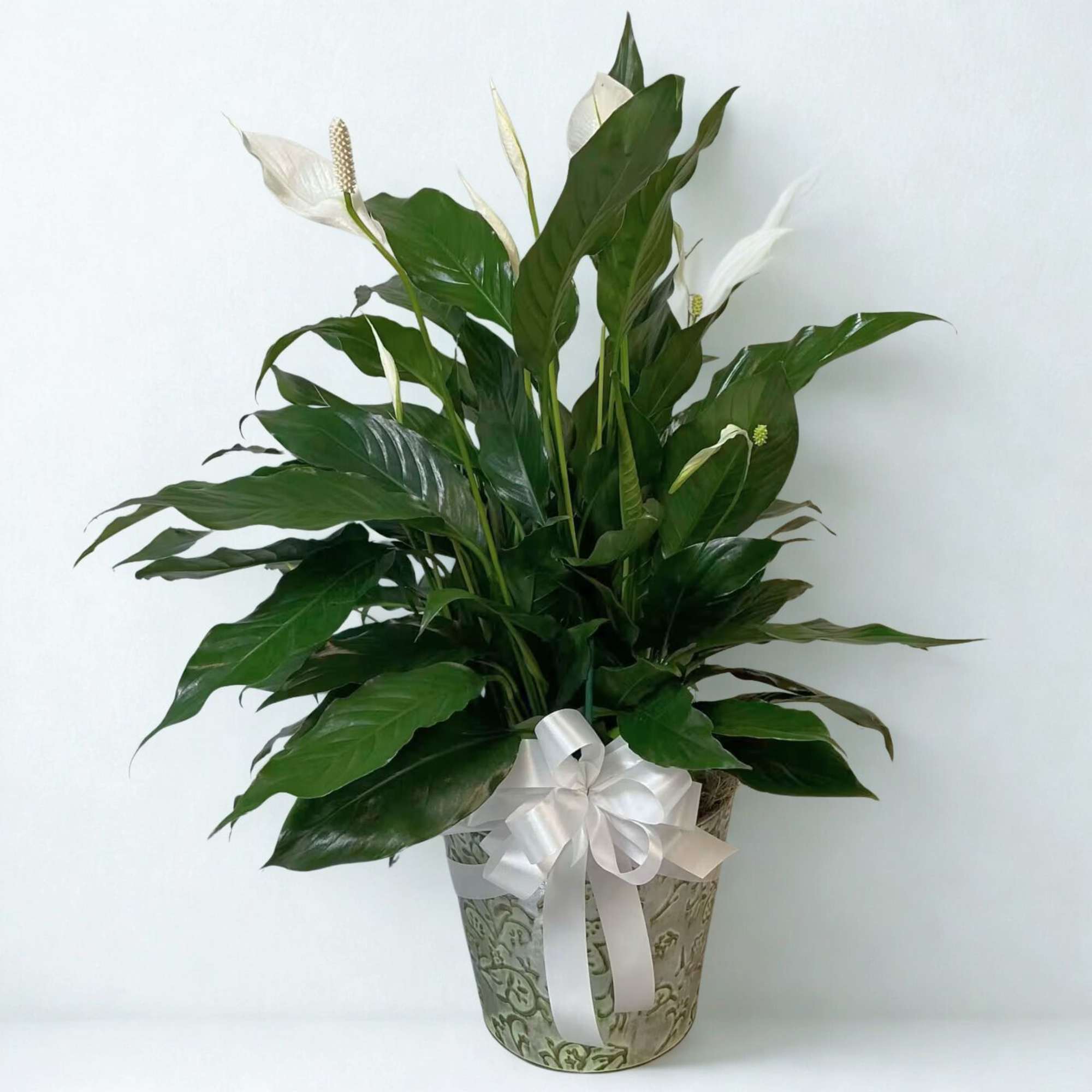 Potted peace lily with white blooms and a white ribbon